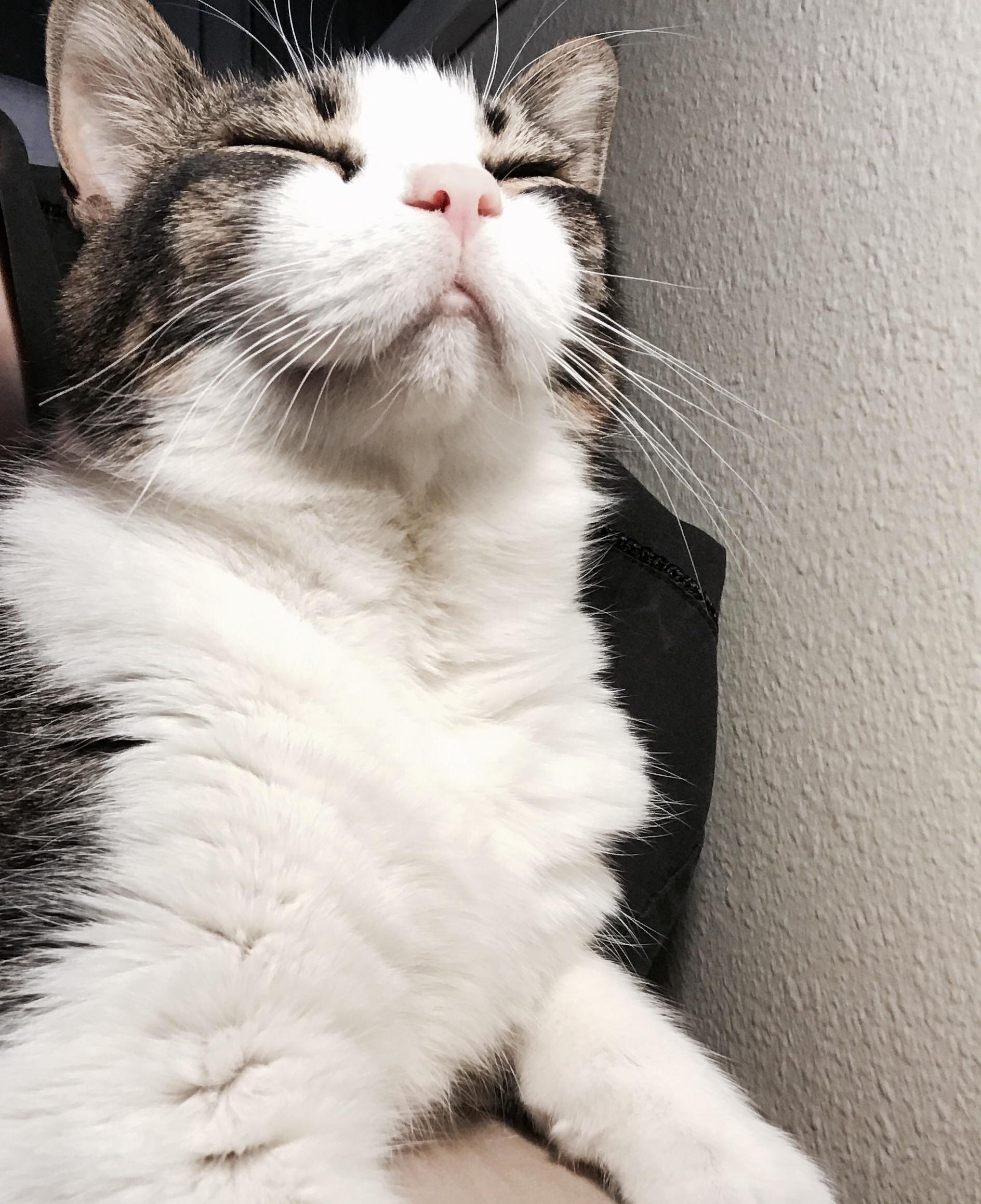 Basking in the Lamp Light