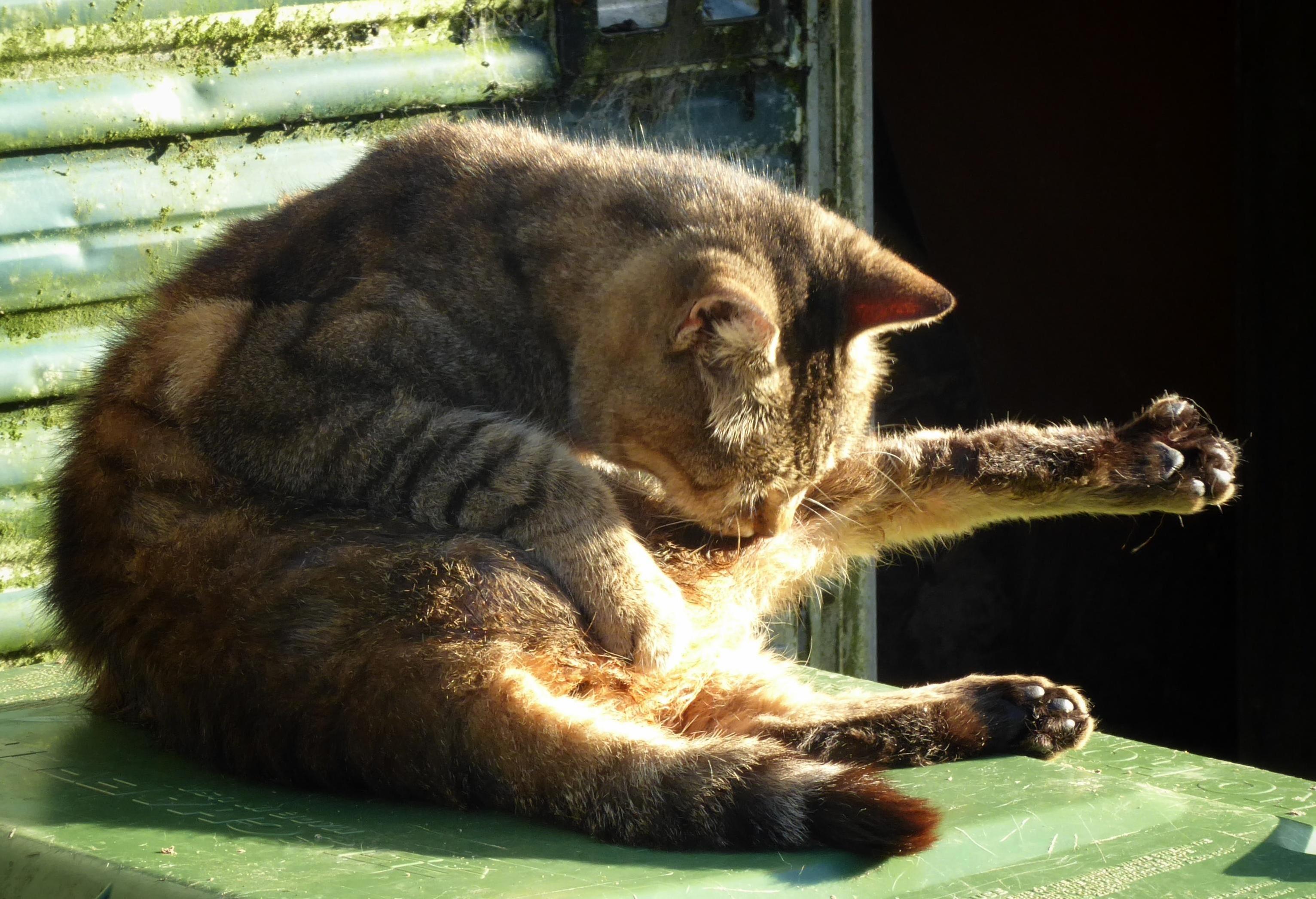 Bath Time for Gort the Brown Tabby
