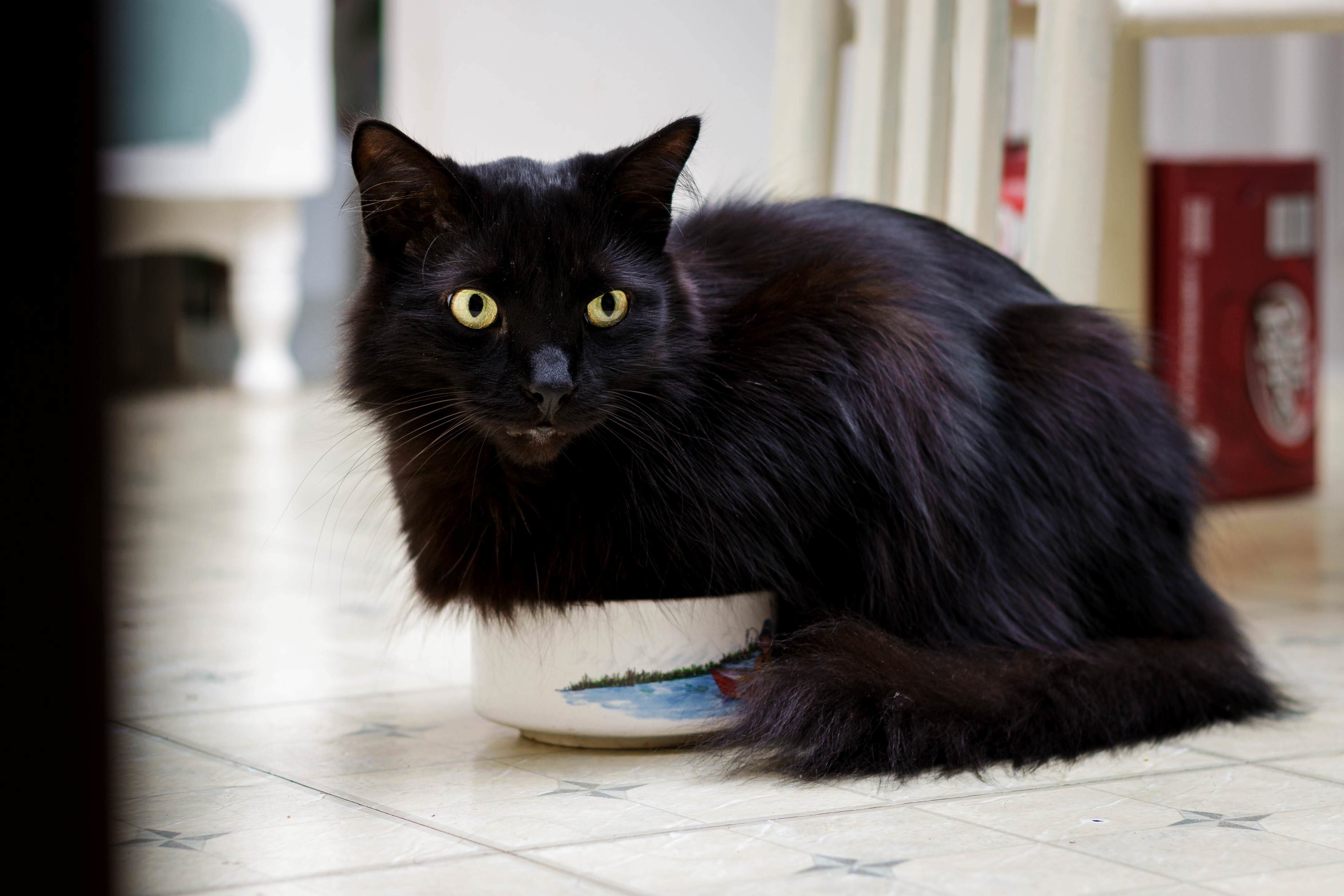 Beanie Resting in a Soup Bowl