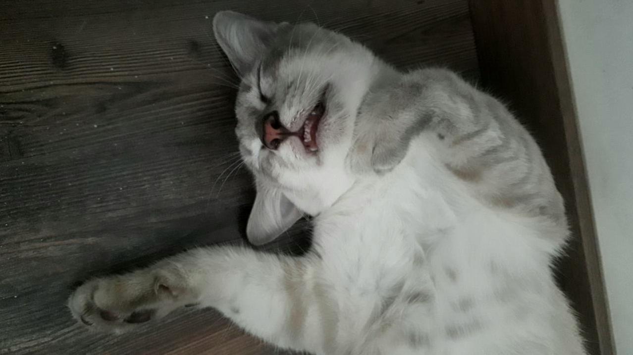 Being a Cat Must Be Exhausting Eh