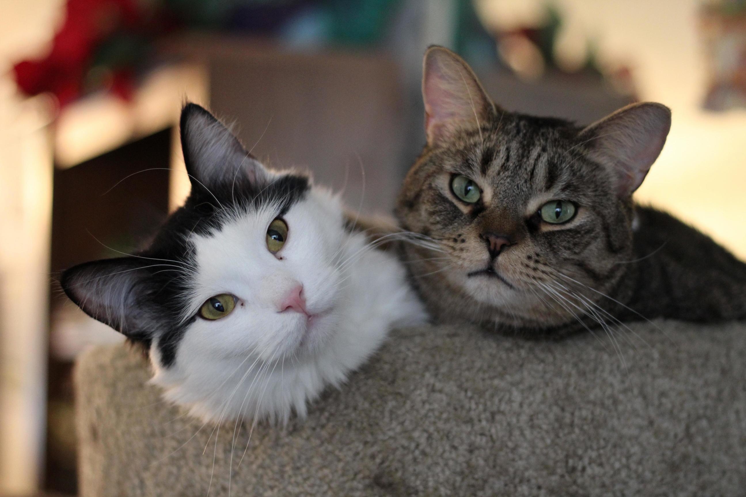Best Pals