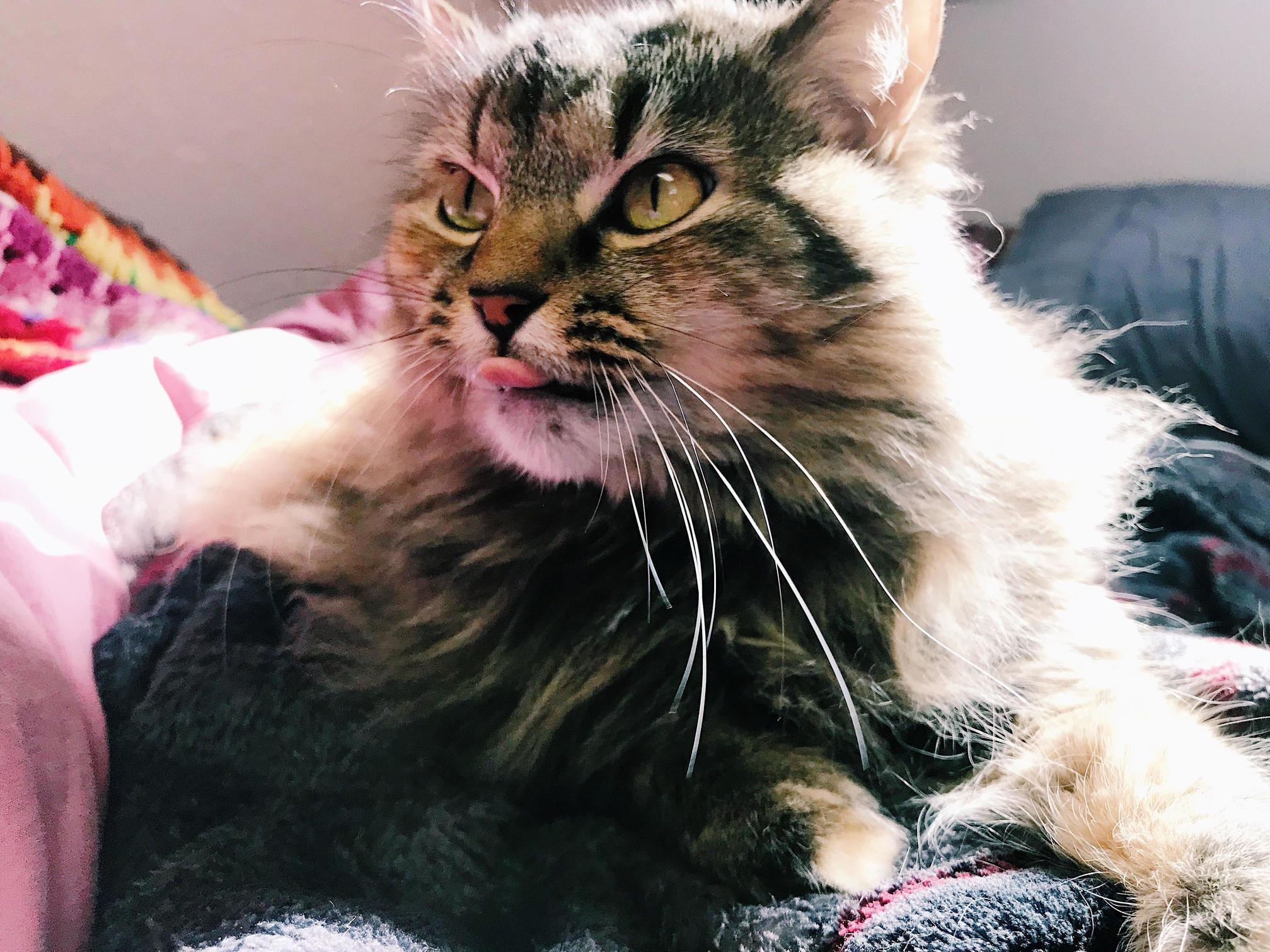Blep Cat