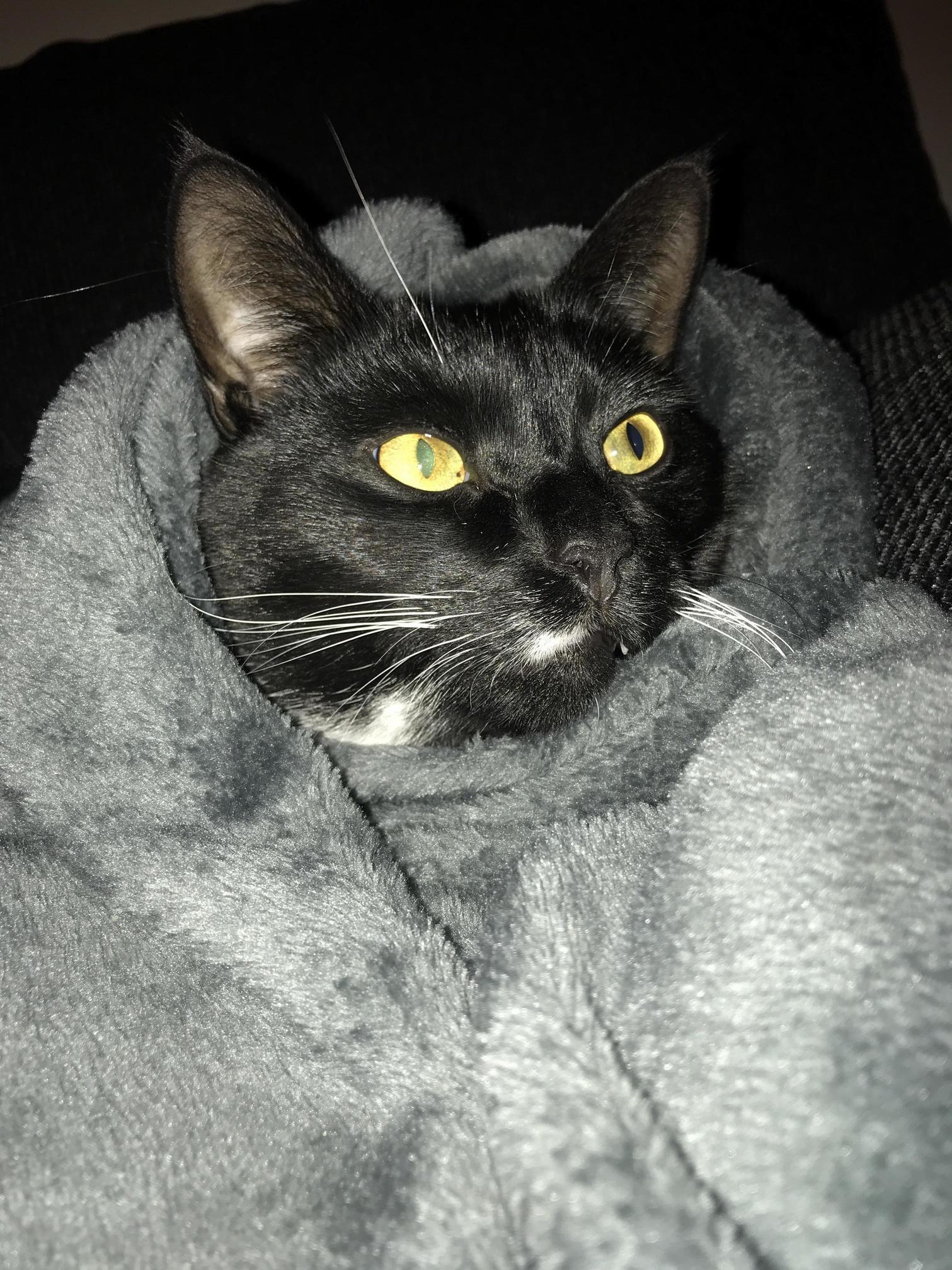 Bundle of Chub