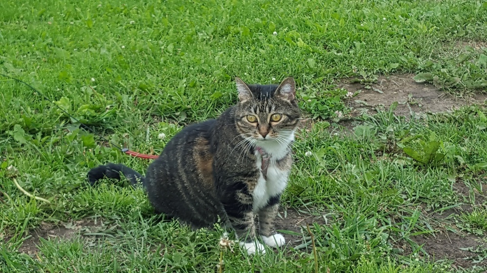 Camping Cat with Her Leash