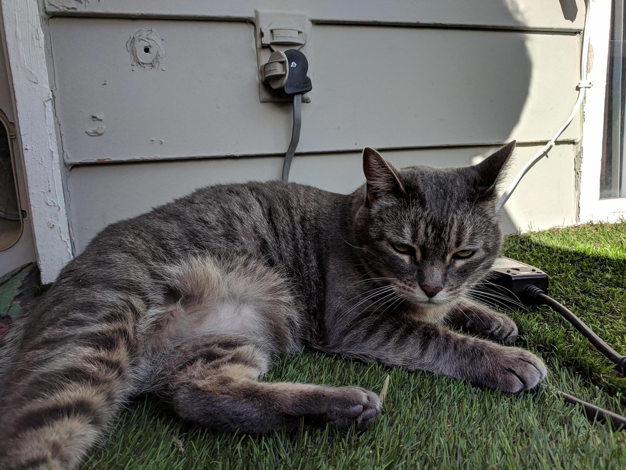 Can Anyone Tell Me What Breed of Cat My Cat Is