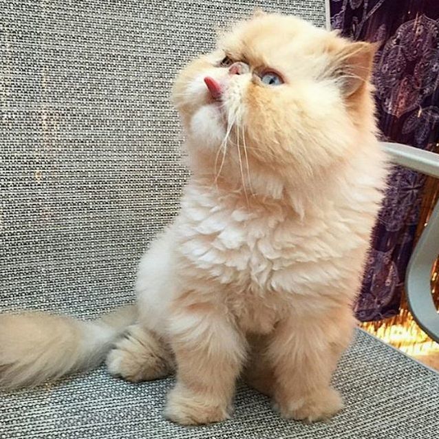 Caption This Bossy Little Furball.