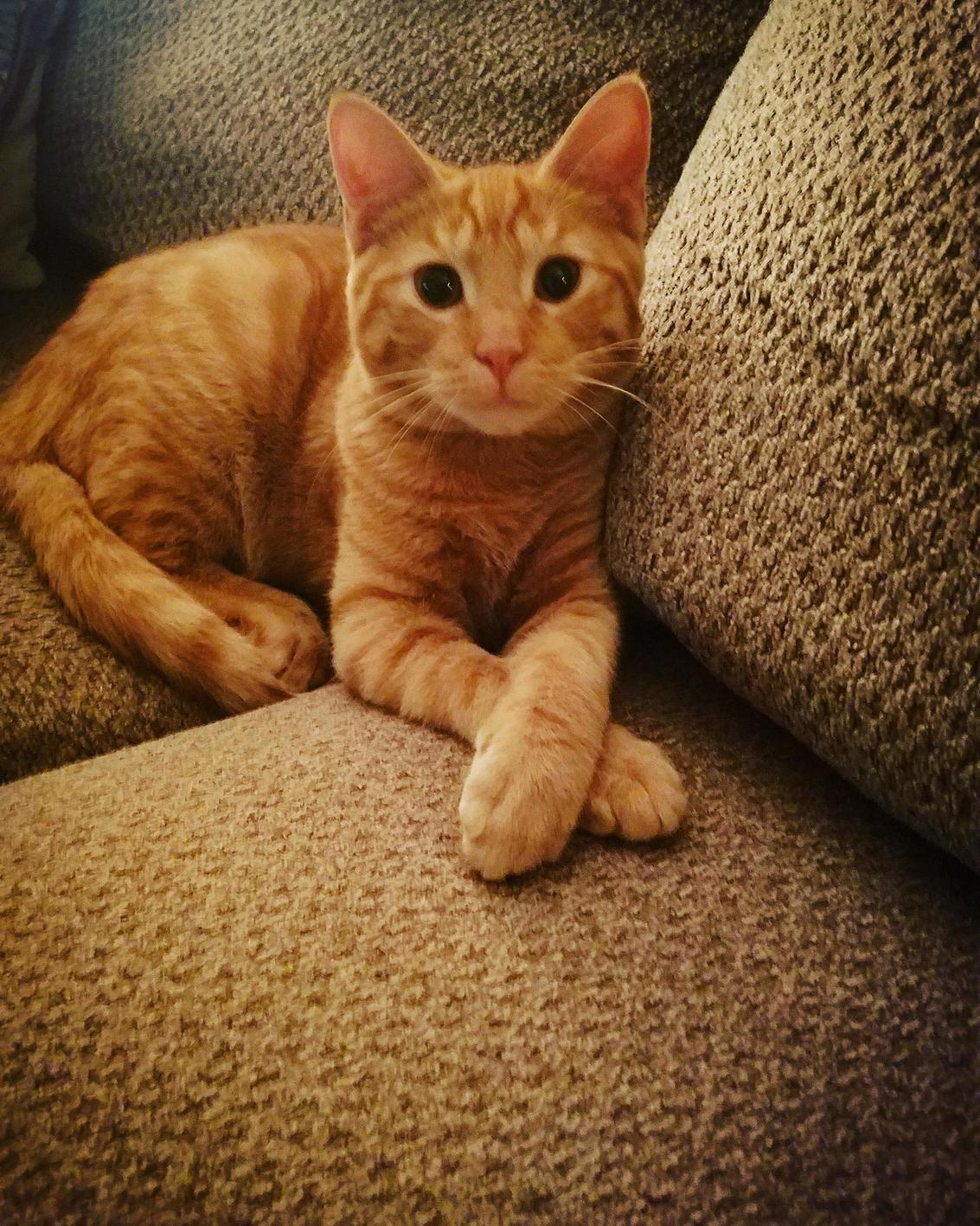 Casual Copper
