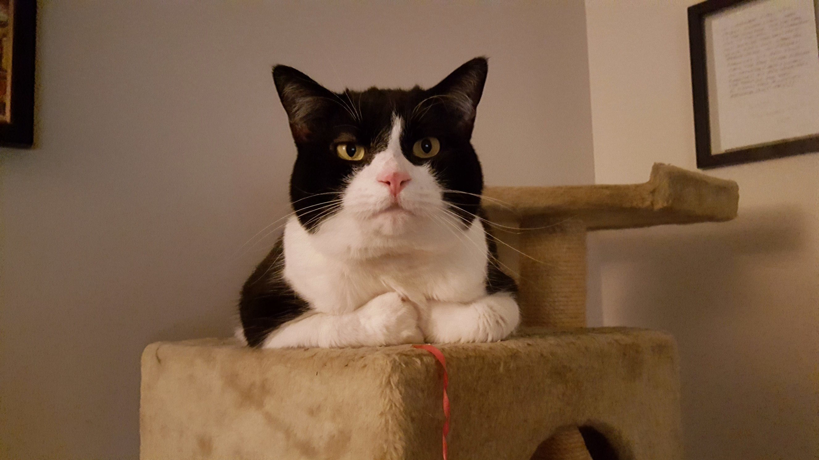 Cat Got Bit by a Mosquito Now She Always Looks Skeptical