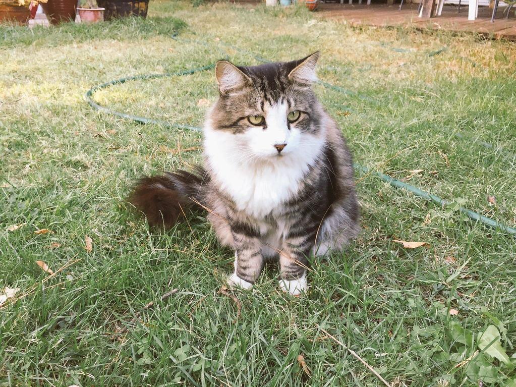 Cat I Housesit. I Get Paid to Care for This Handsome Boy.