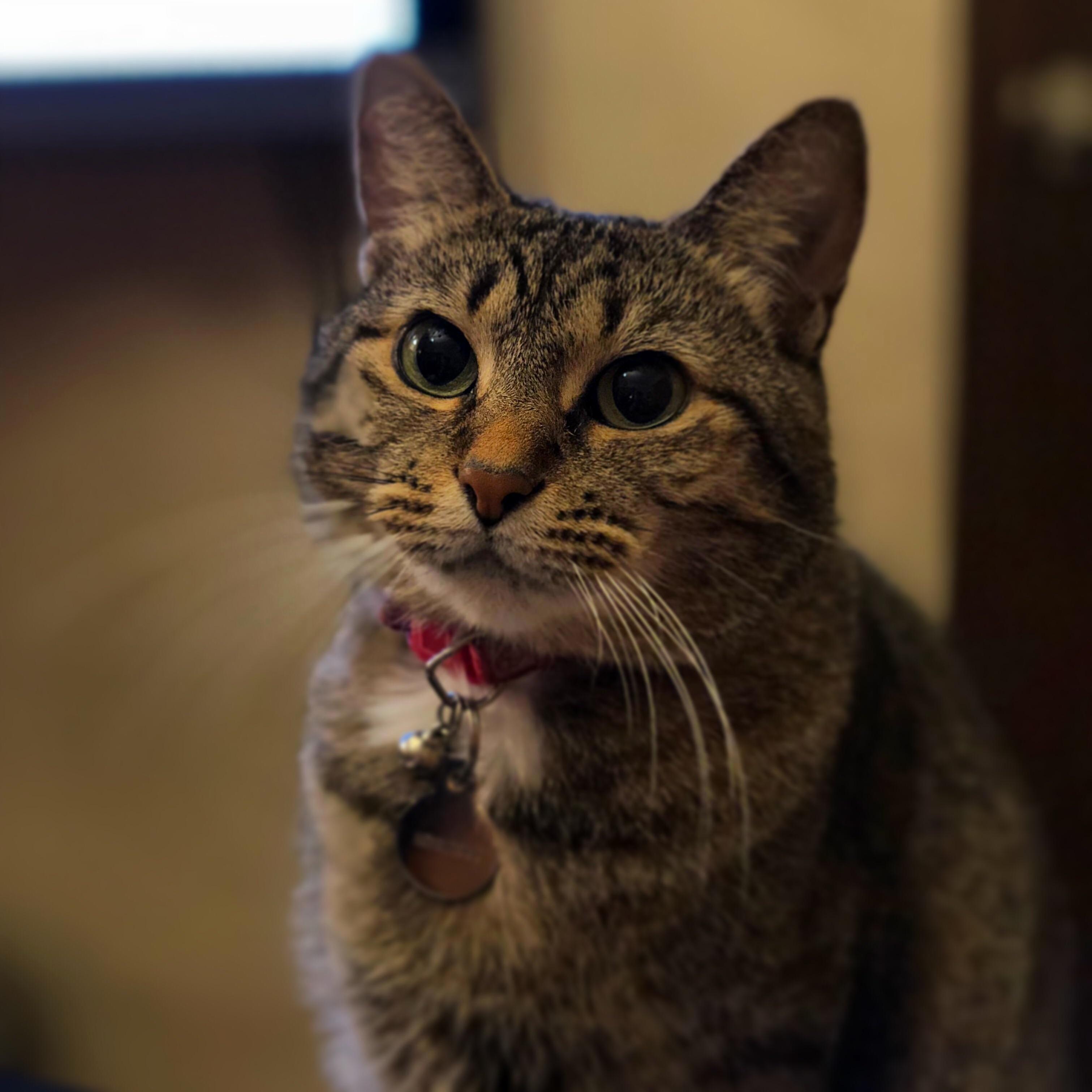 Cat Portraits...the Main Use of My Phone