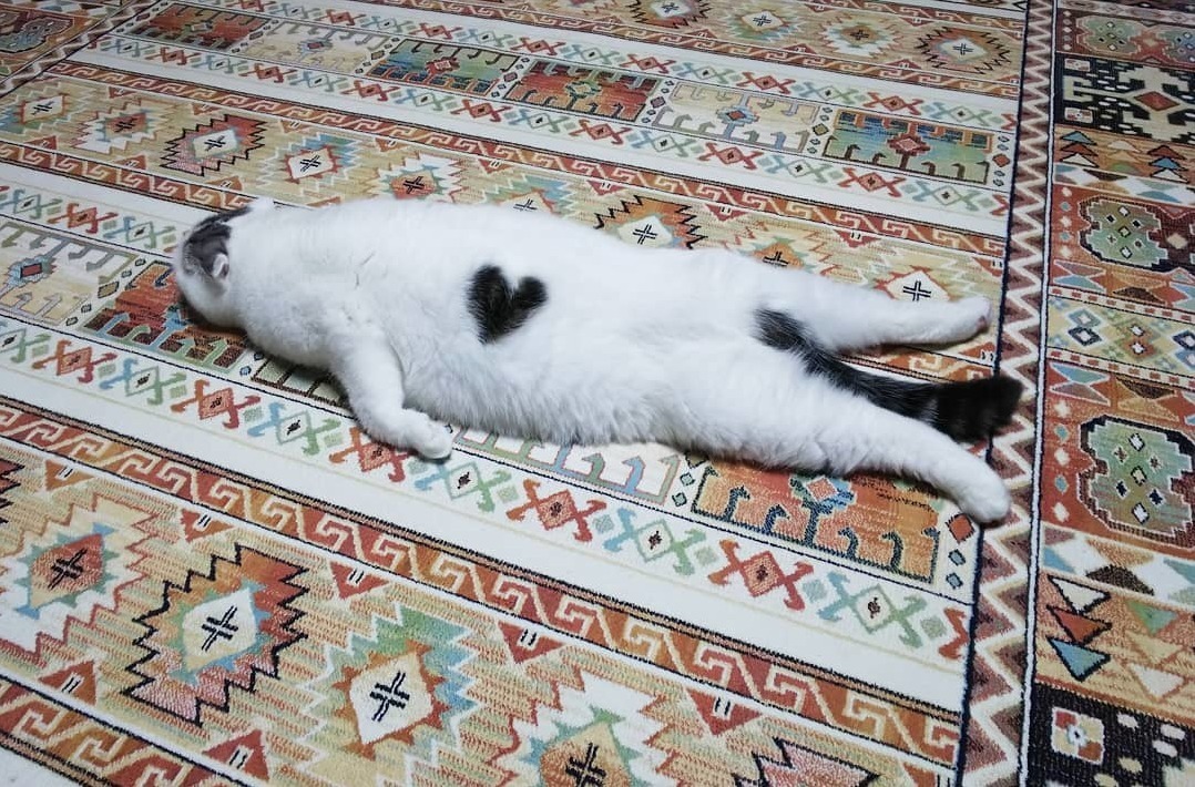 Cat with Two Hearts Splooting (@Ojarinn)