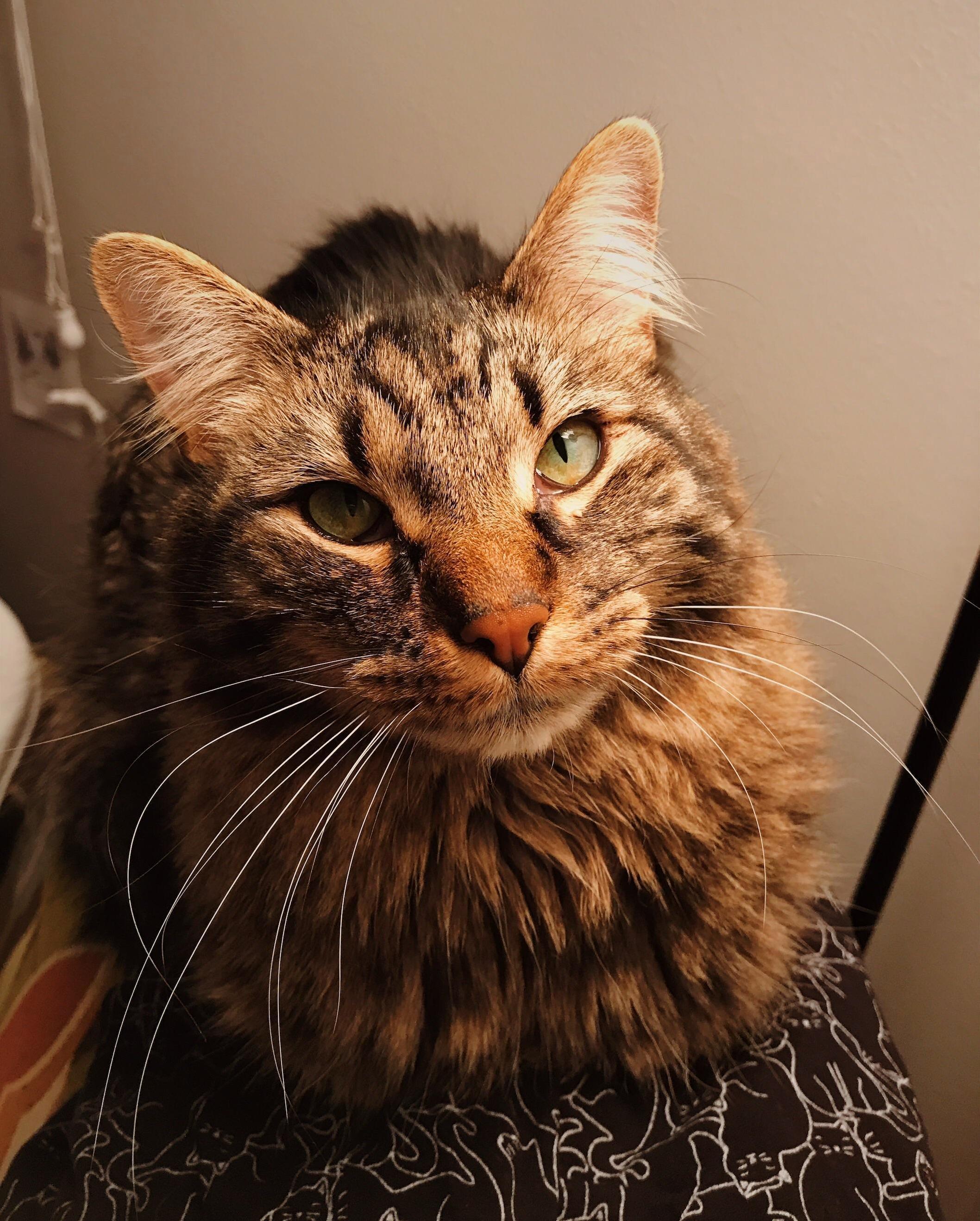 Catloaf Still Baking (on My Cat Pajamas)