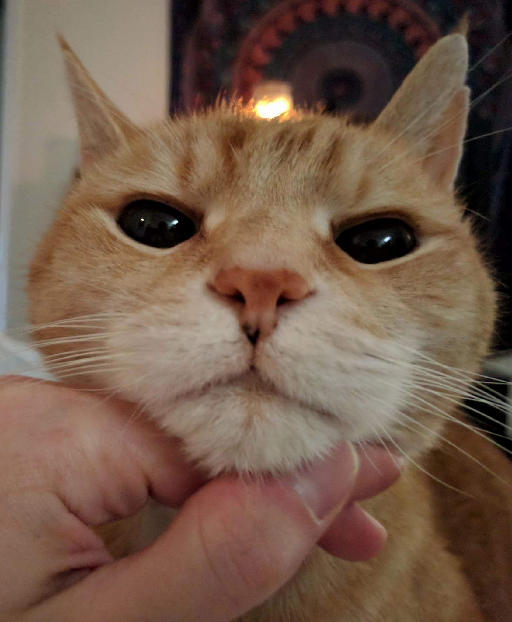 Chirpy Boys Eyes Are As Dark As His Soul.