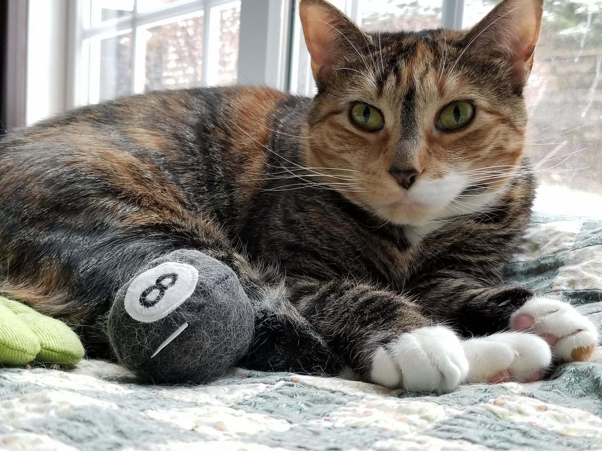 Cookie, the Catnip Thief