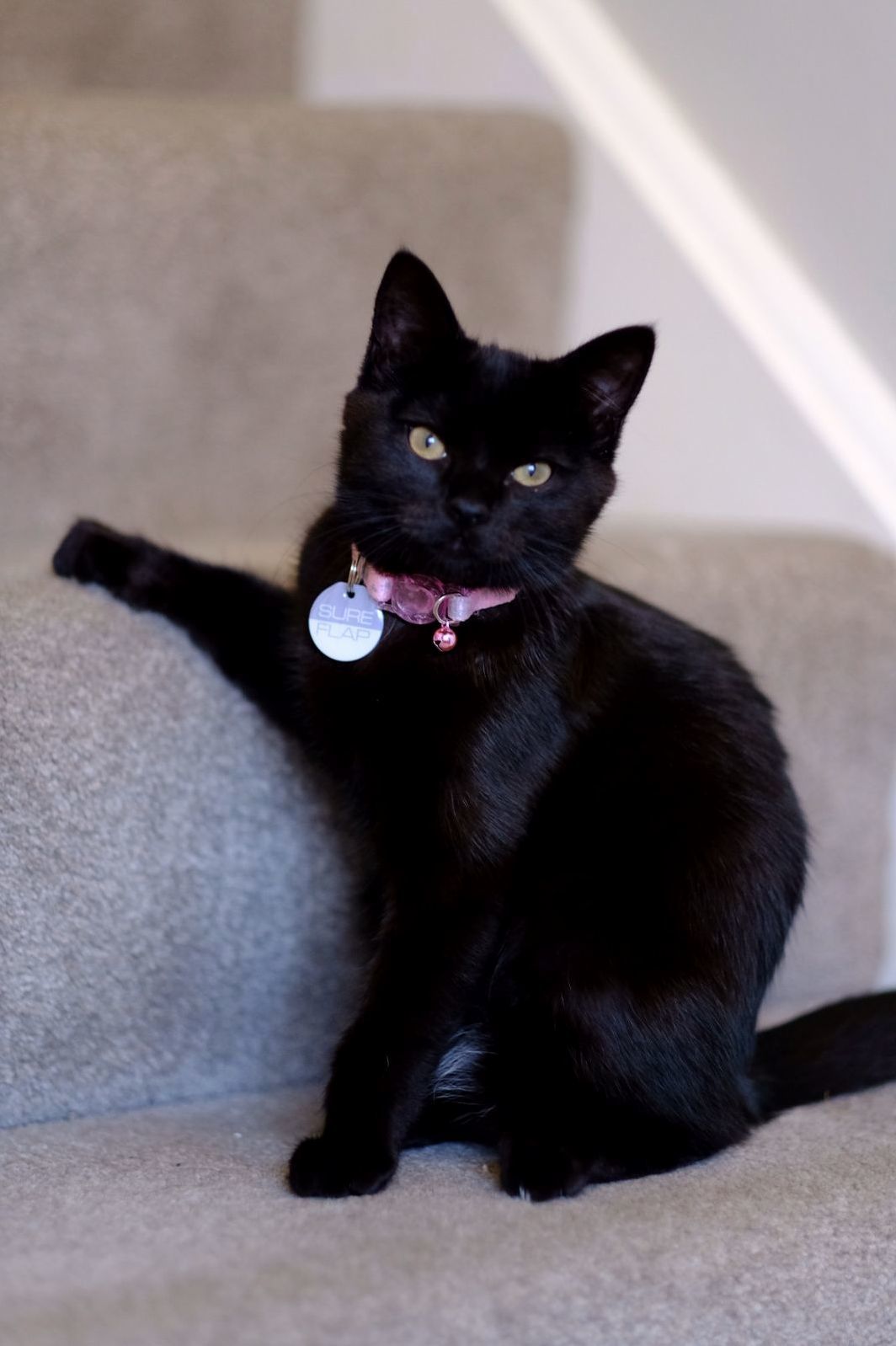 Corporate Cat Eat Your Heart Out