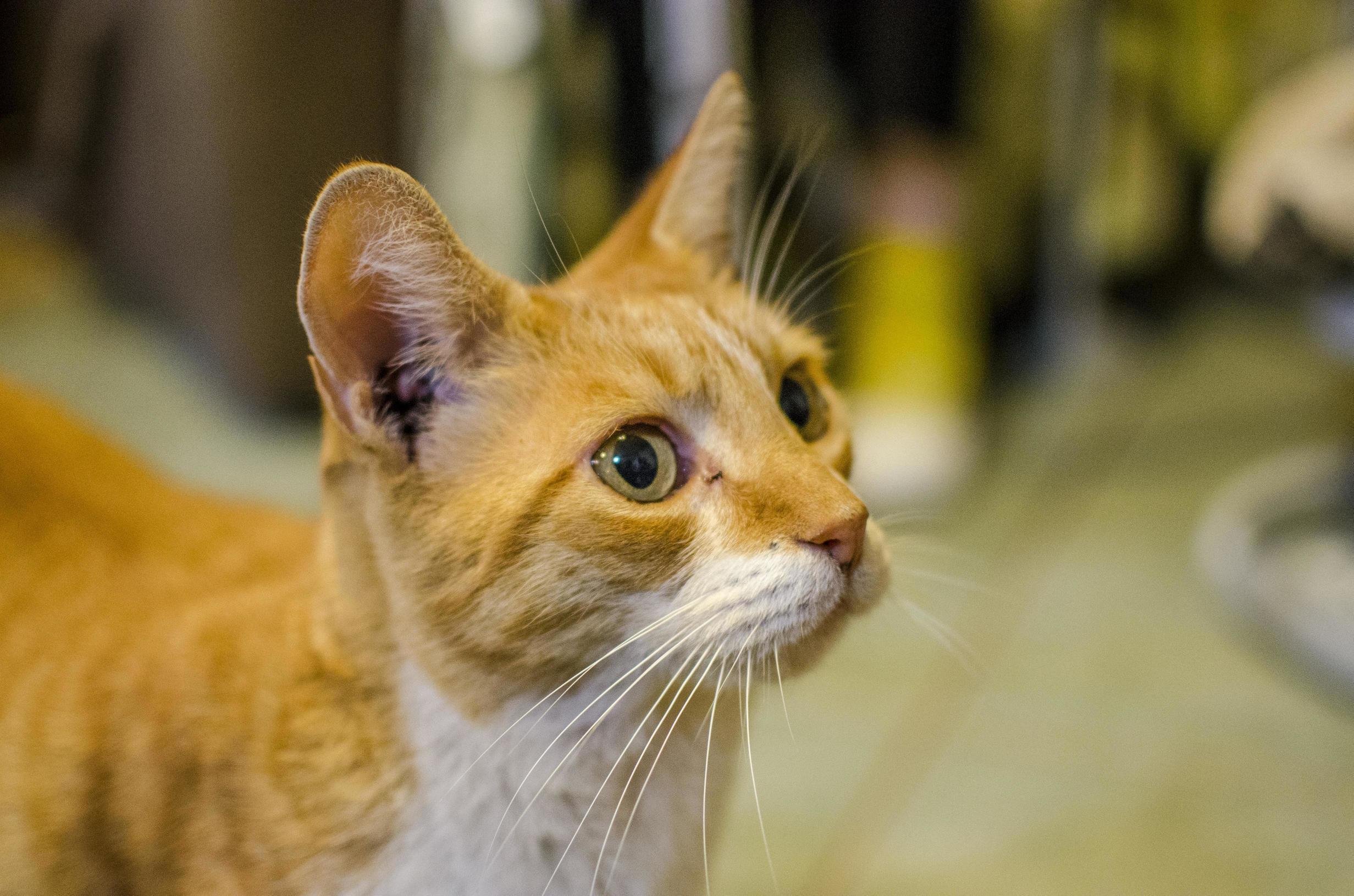 Curious Kitty.