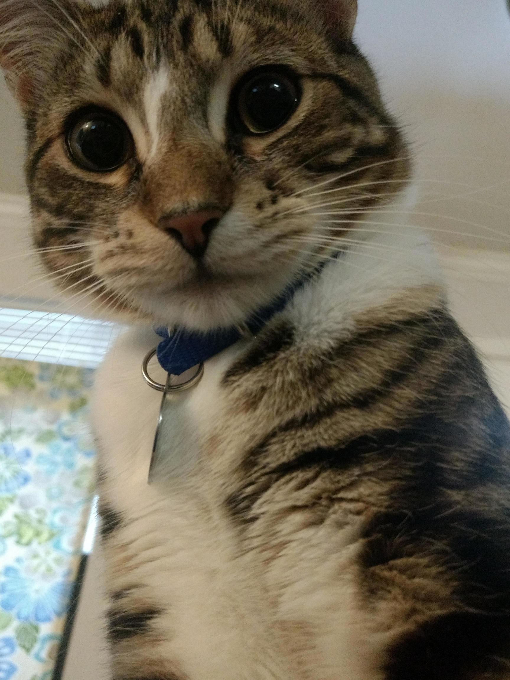 Cutie Kitty