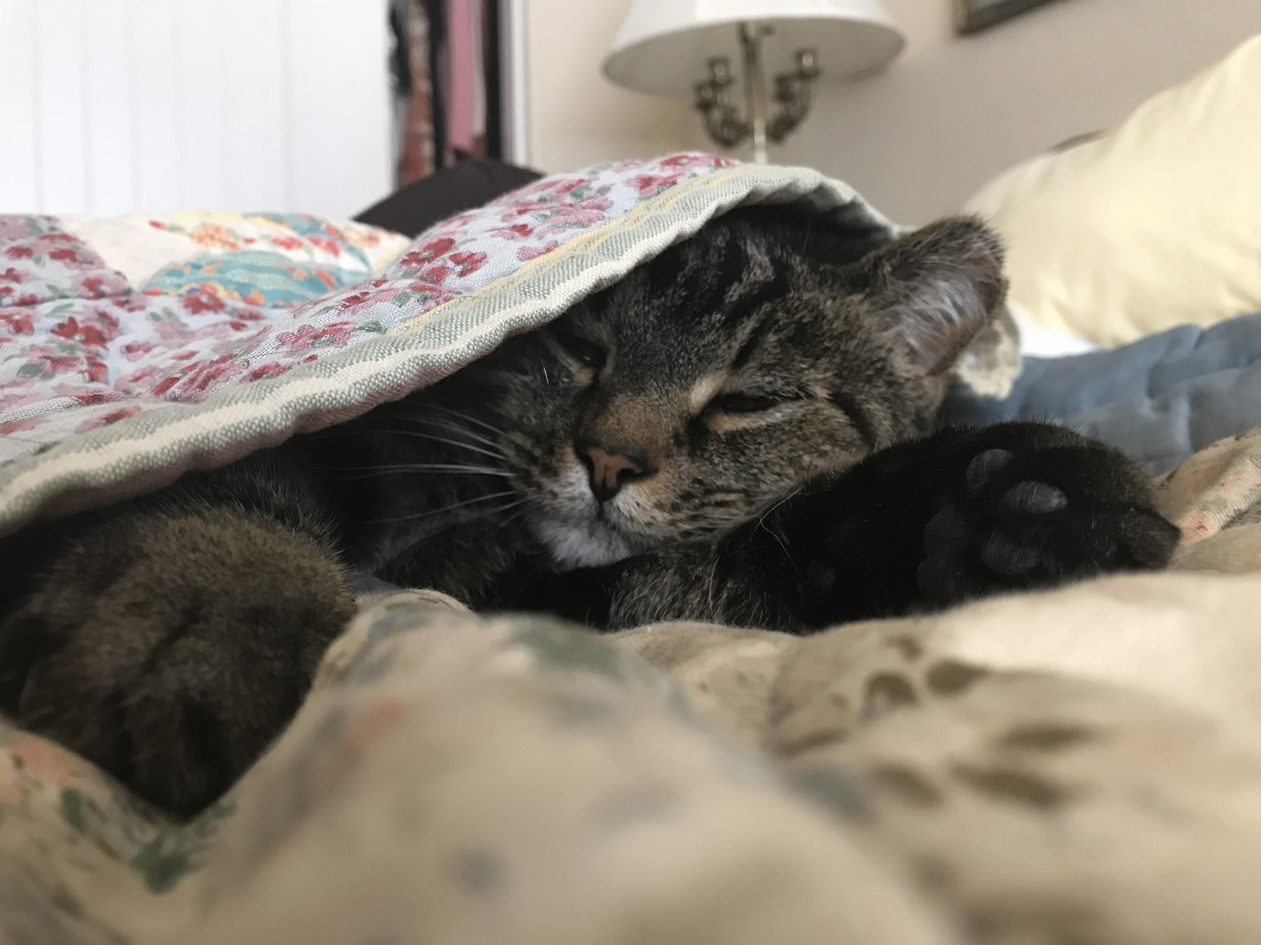 Daily Dose of Cat in a Blanket