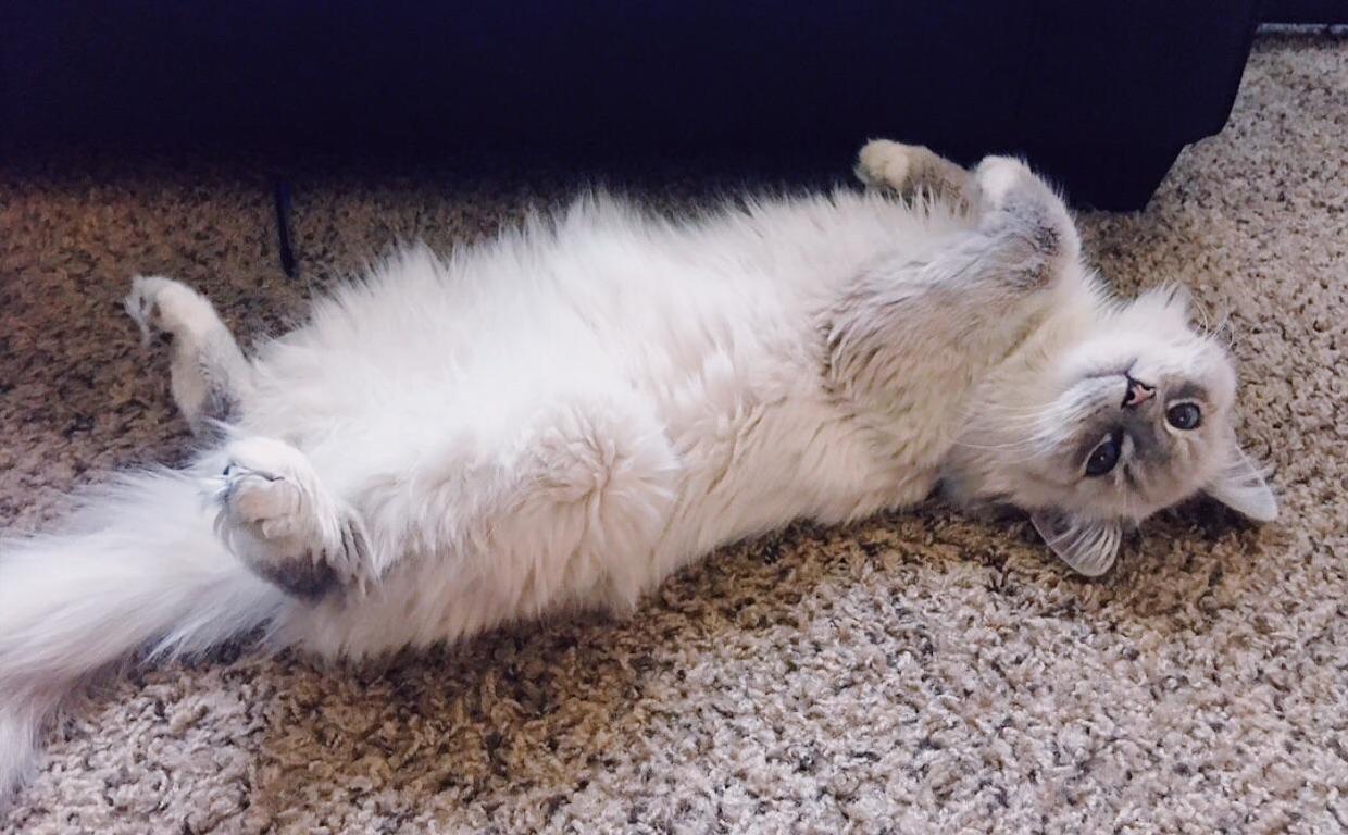 Draw Me Like One of Your French Cats