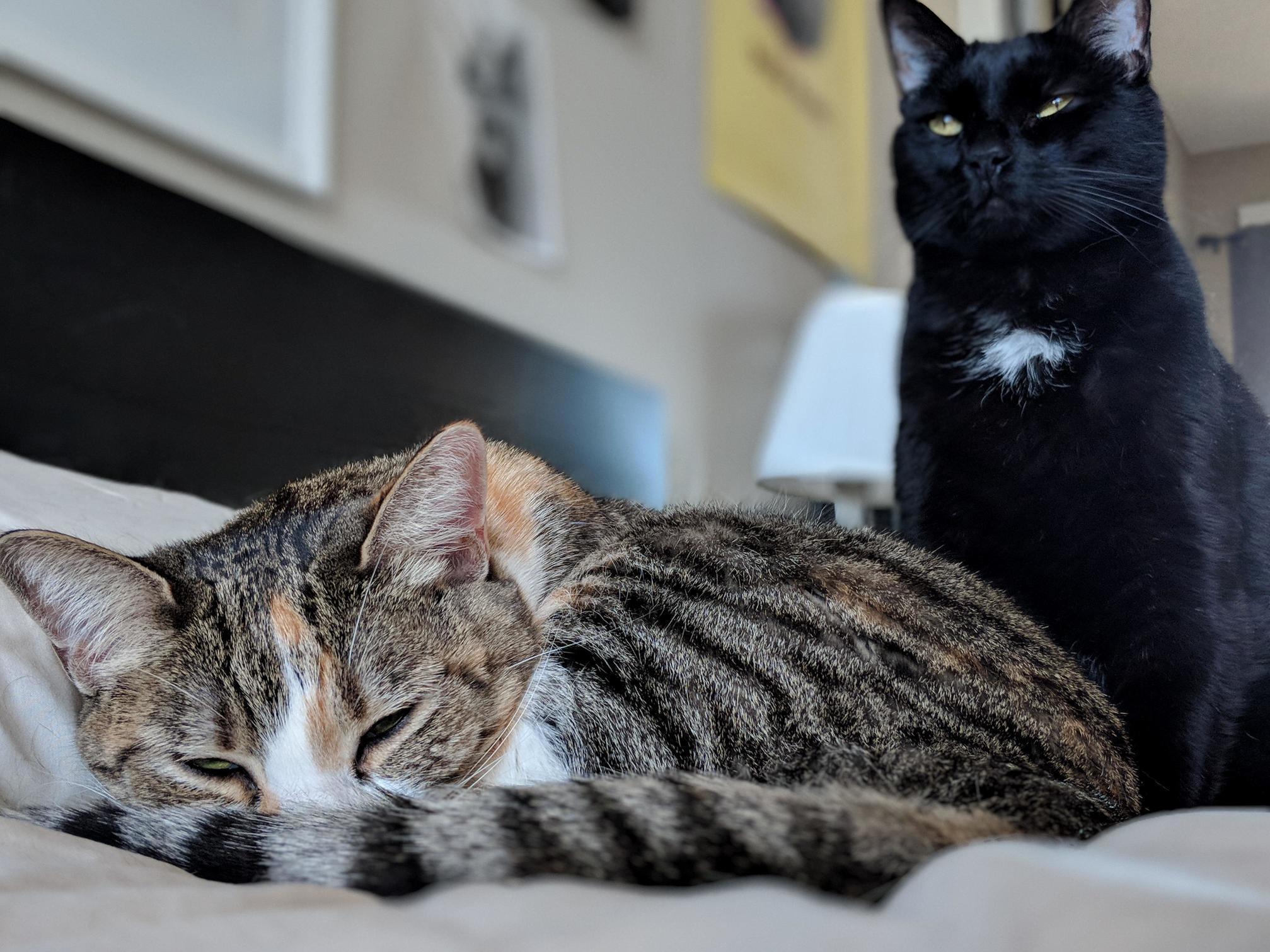 Emma &#038; Doom Relaxing on a Cold Day