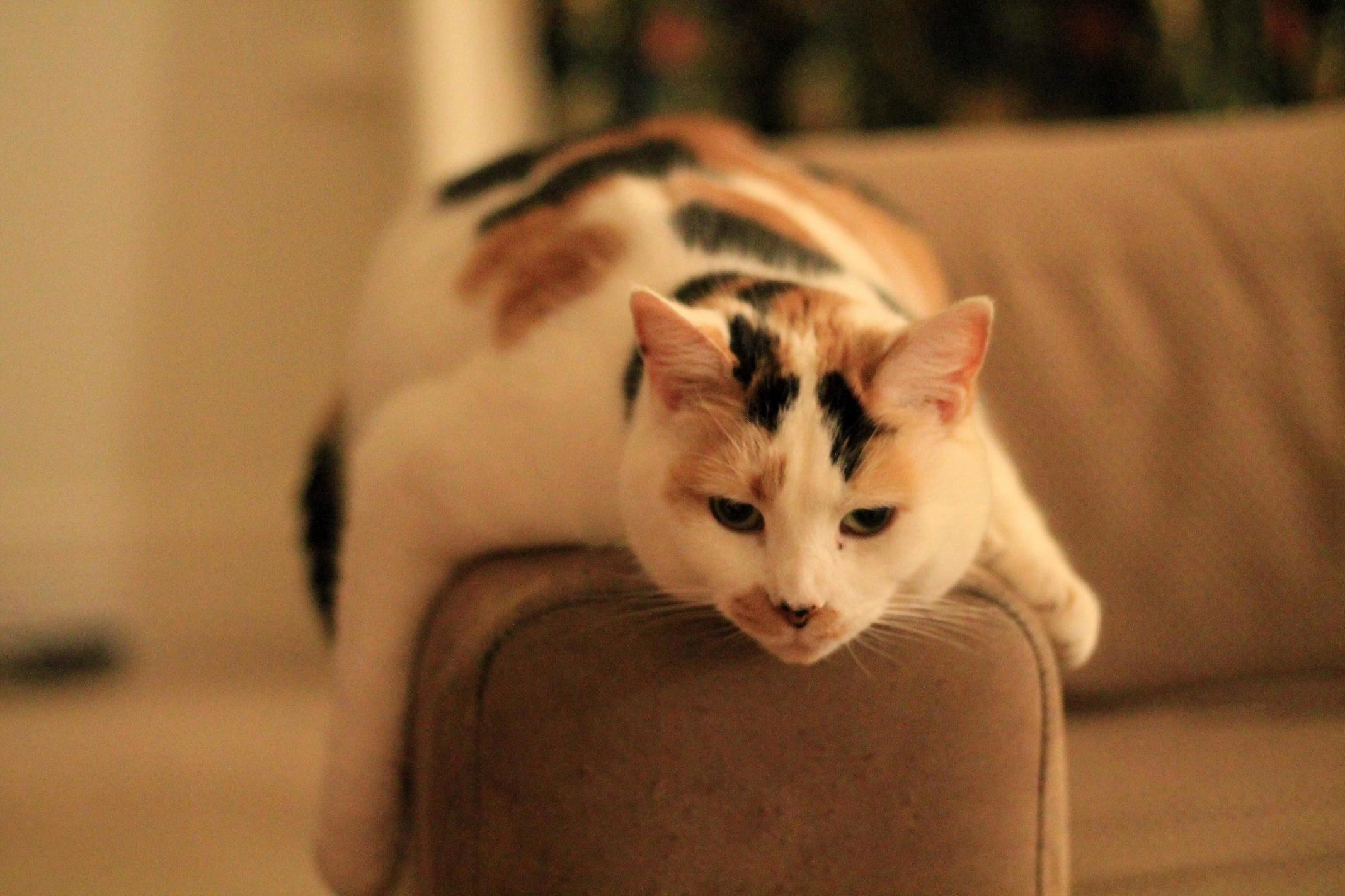 Eunice - We Have to Rehome Her This Weekend After 13 Years - Going to Miss Her
