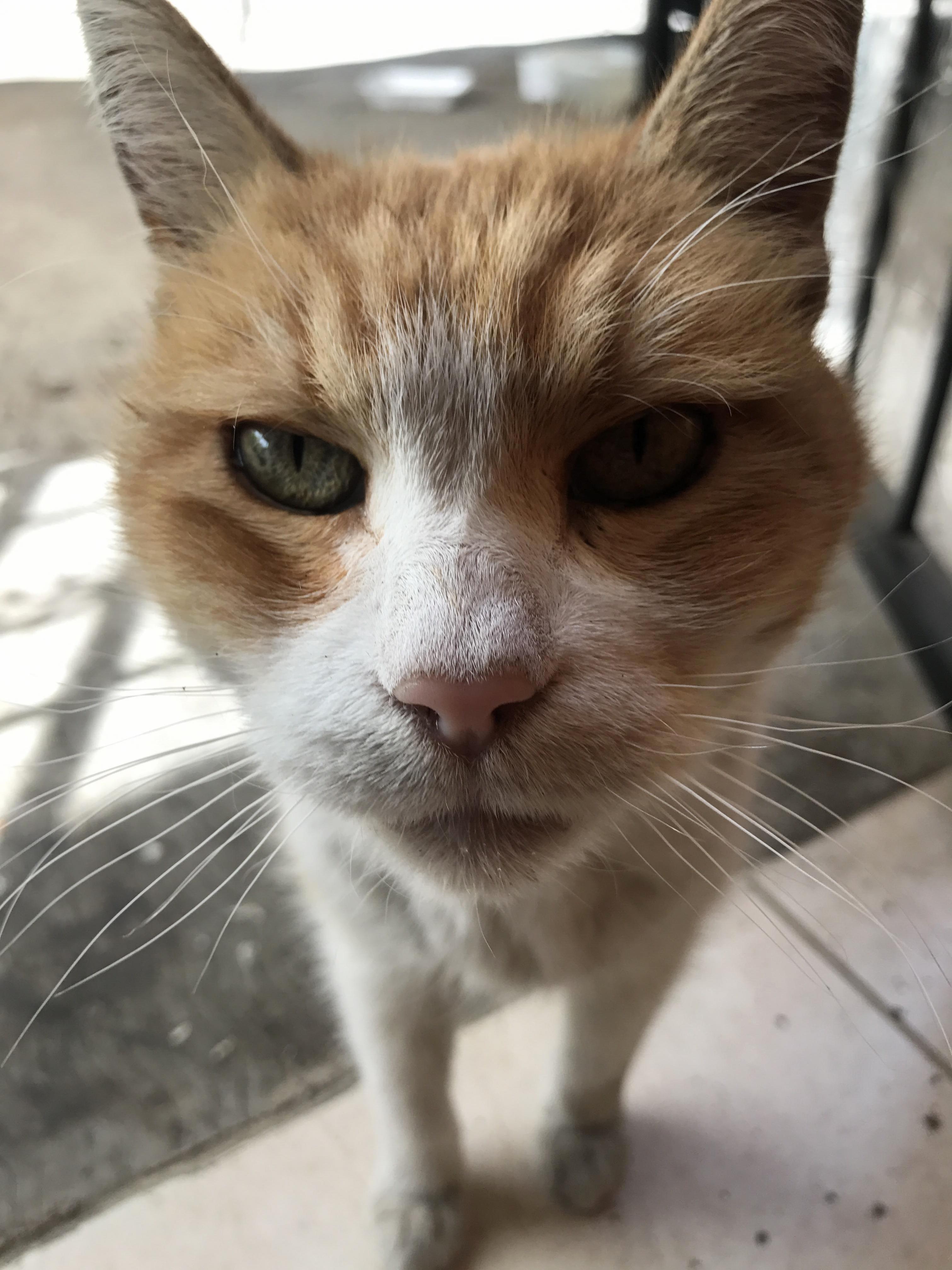 Everybody, Meet Haru. She Is 18 Years Old and My Best Friend.