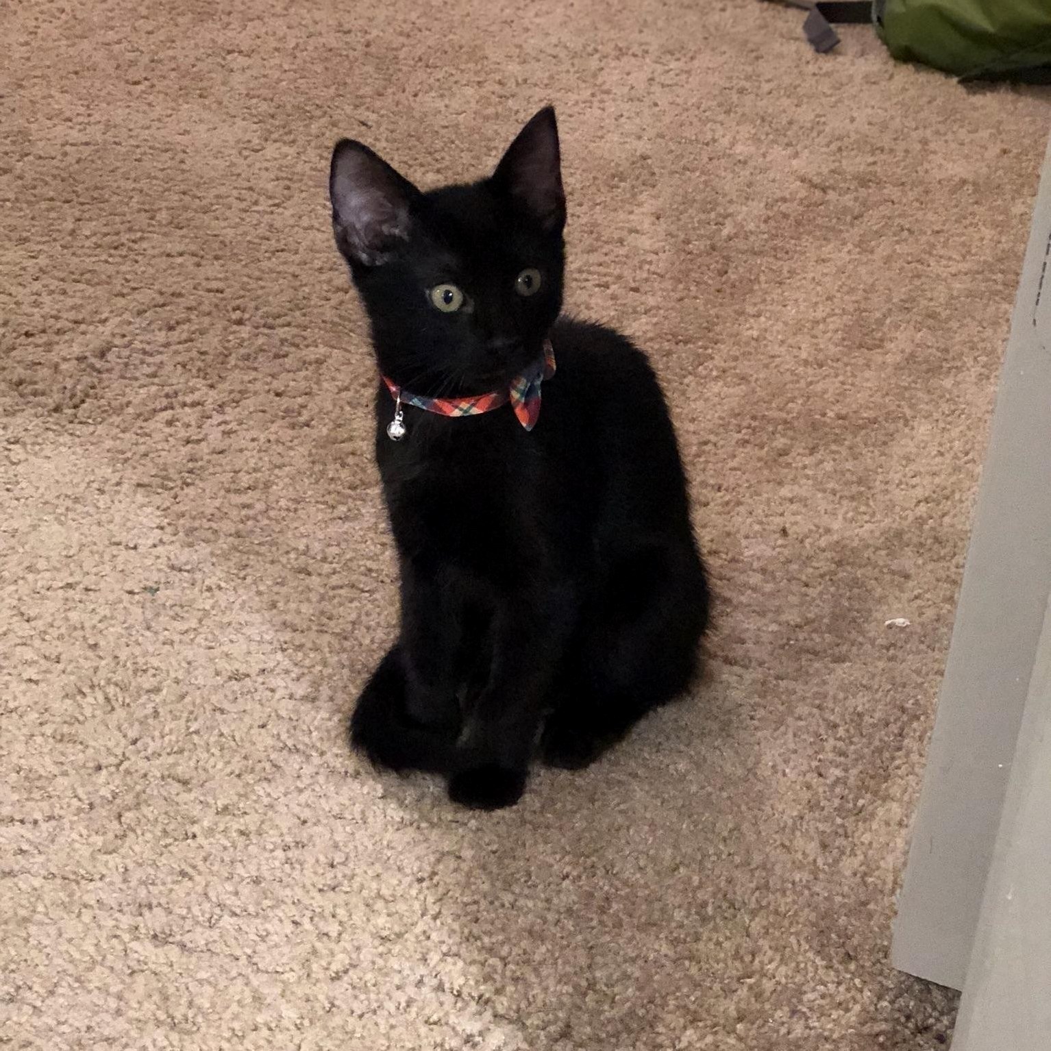 Everyone Meet Bilbo Cattins!