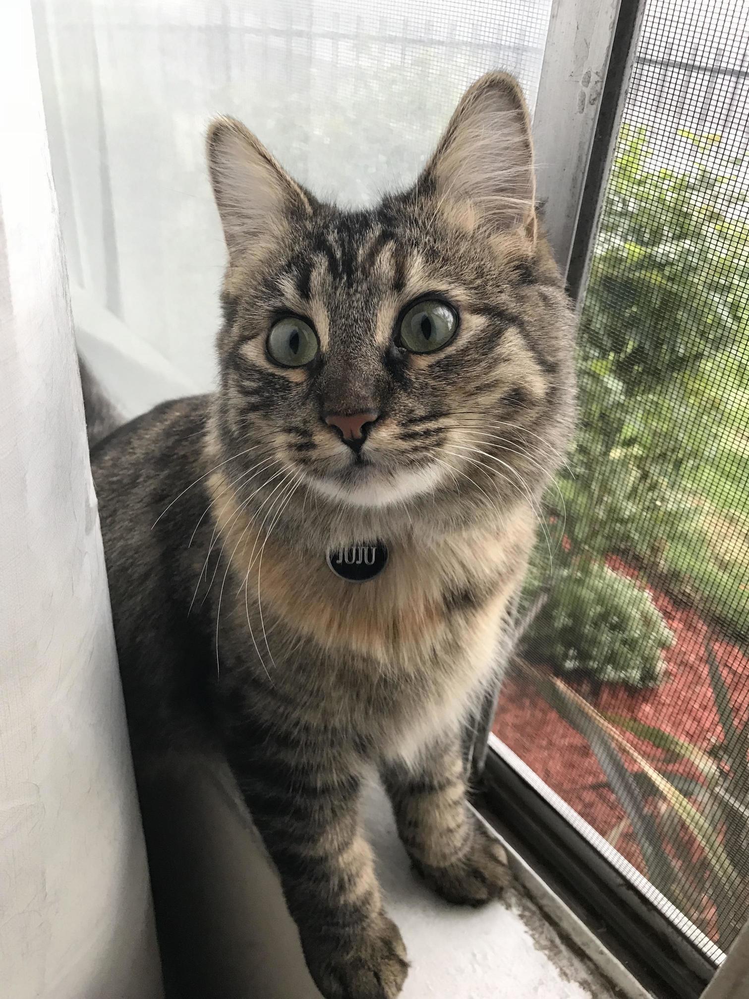 Everyone Meet My Tiny Little Spawn of Satan, Juju! Can Someone Tell Me Why She Only Bites My Feet and Not My Boyfriends