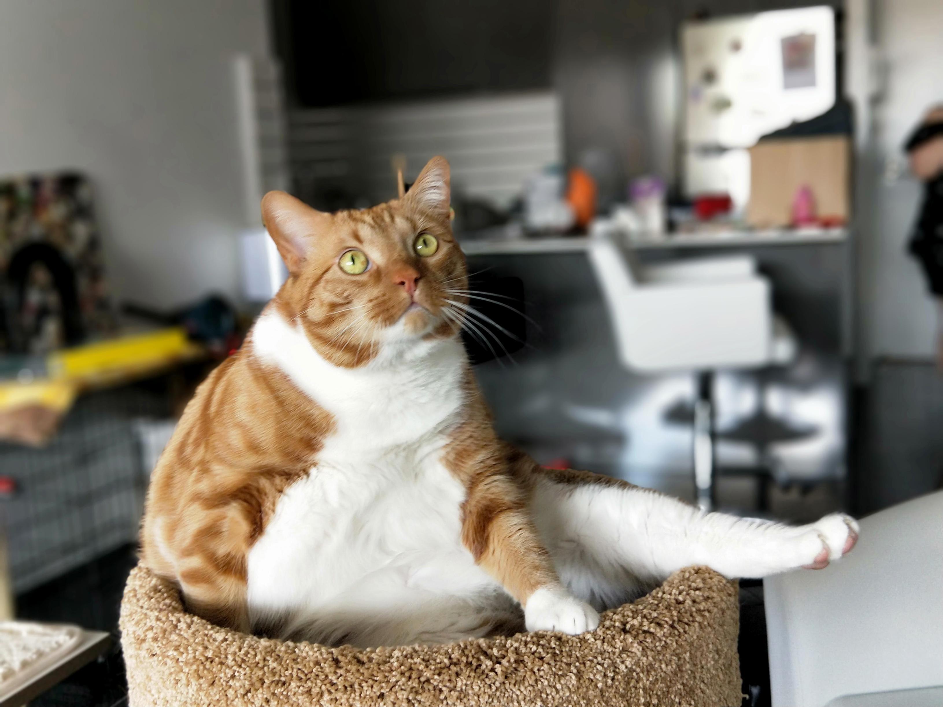 Feets Loves His New Tower