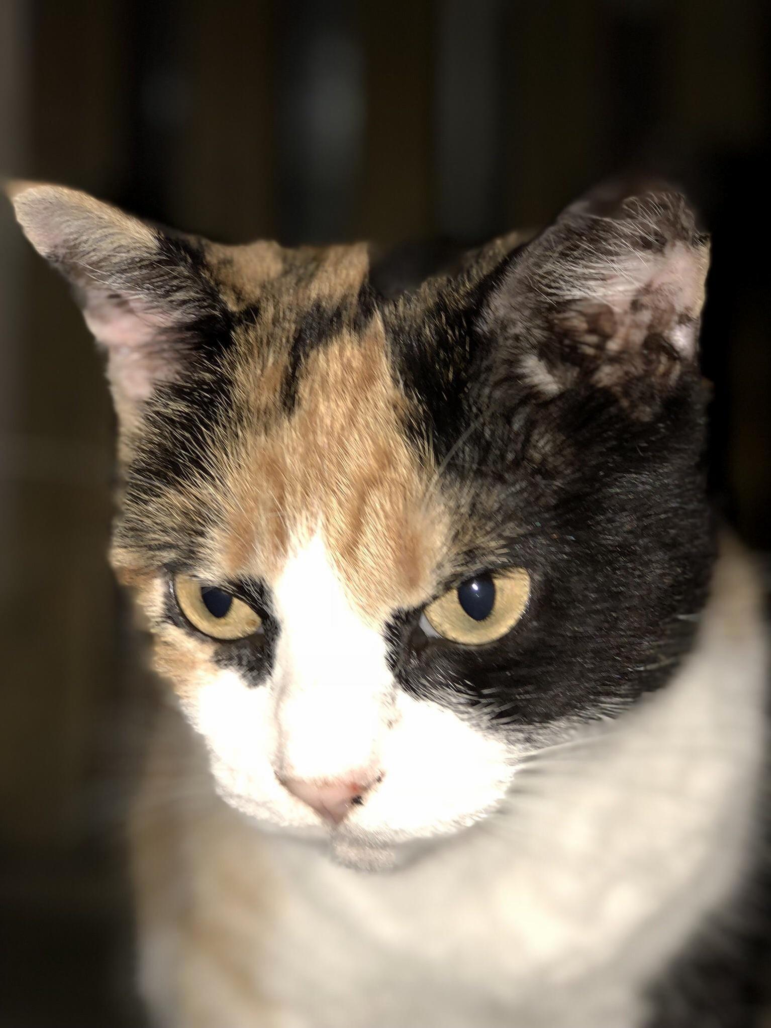 Feral Cat That Adopted Us When the Weather Became Too Cold. She Doesnt Look Very Happy but She Has Food and a Warm Place to Live.