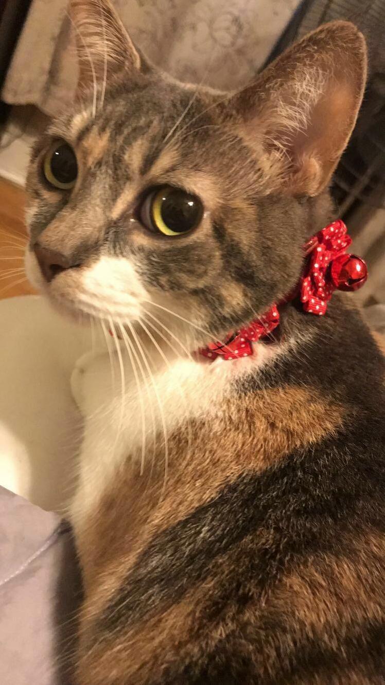 Festive Kitten