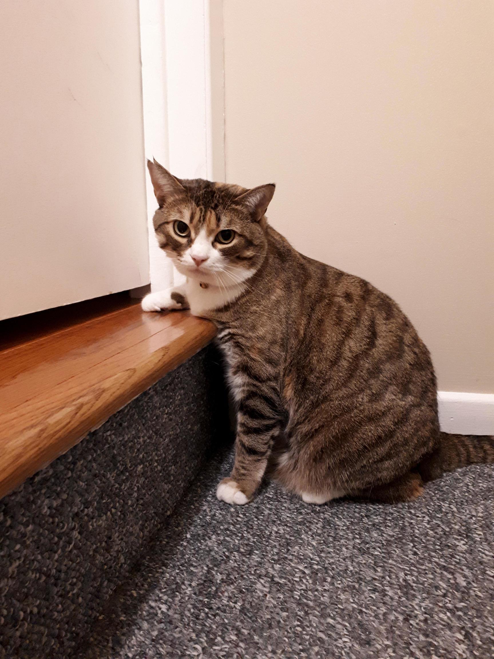 Finally a Nice Picture of My Cat