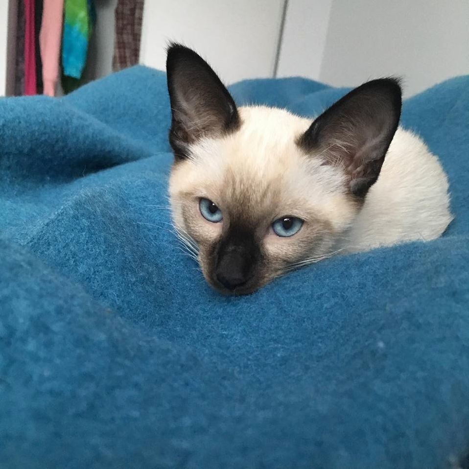 First Time Cat Owner, Ive Always Had Dogs. Waking Up to This Little Guys Face, Priceless!