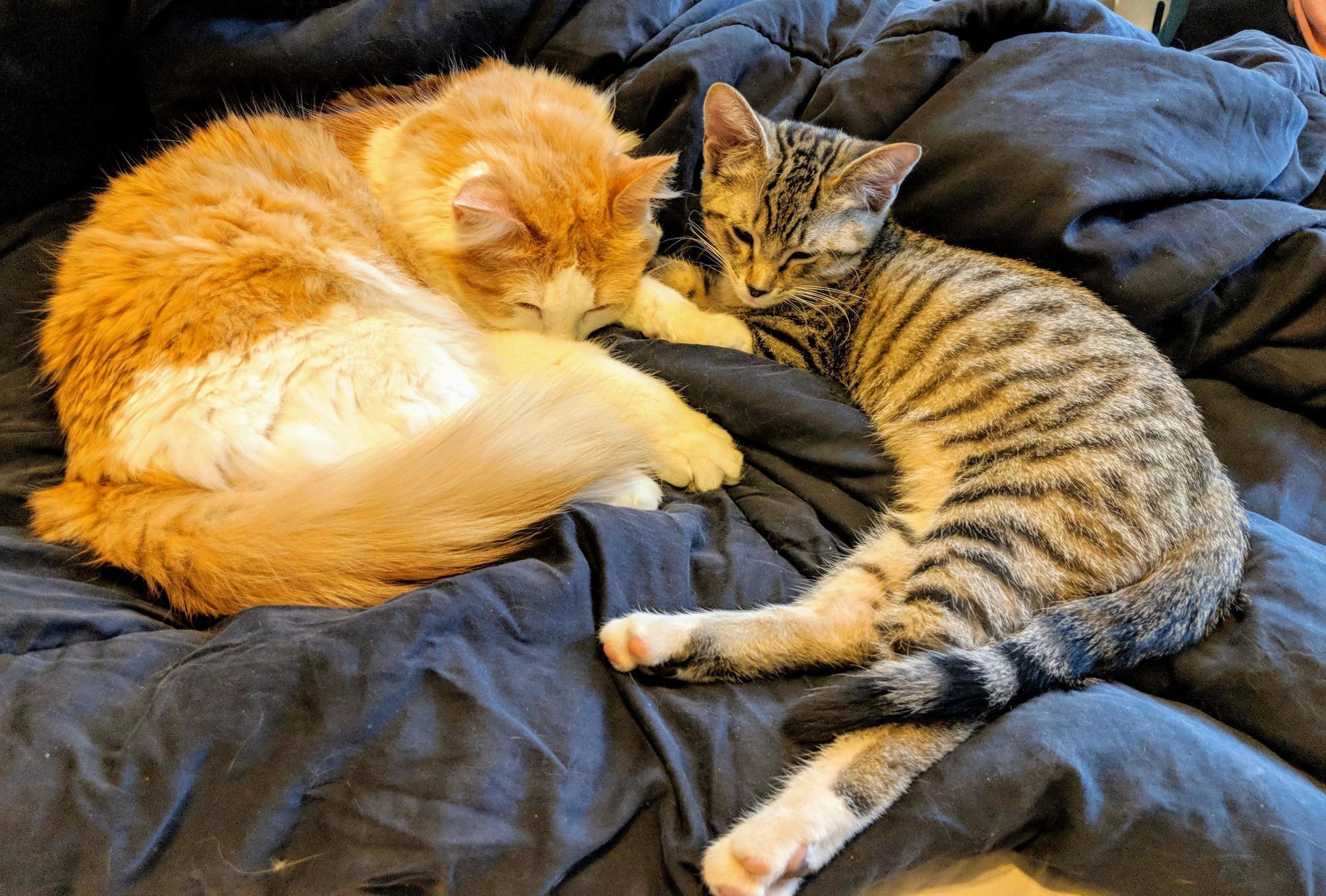 Floof Approves of Her New Brother