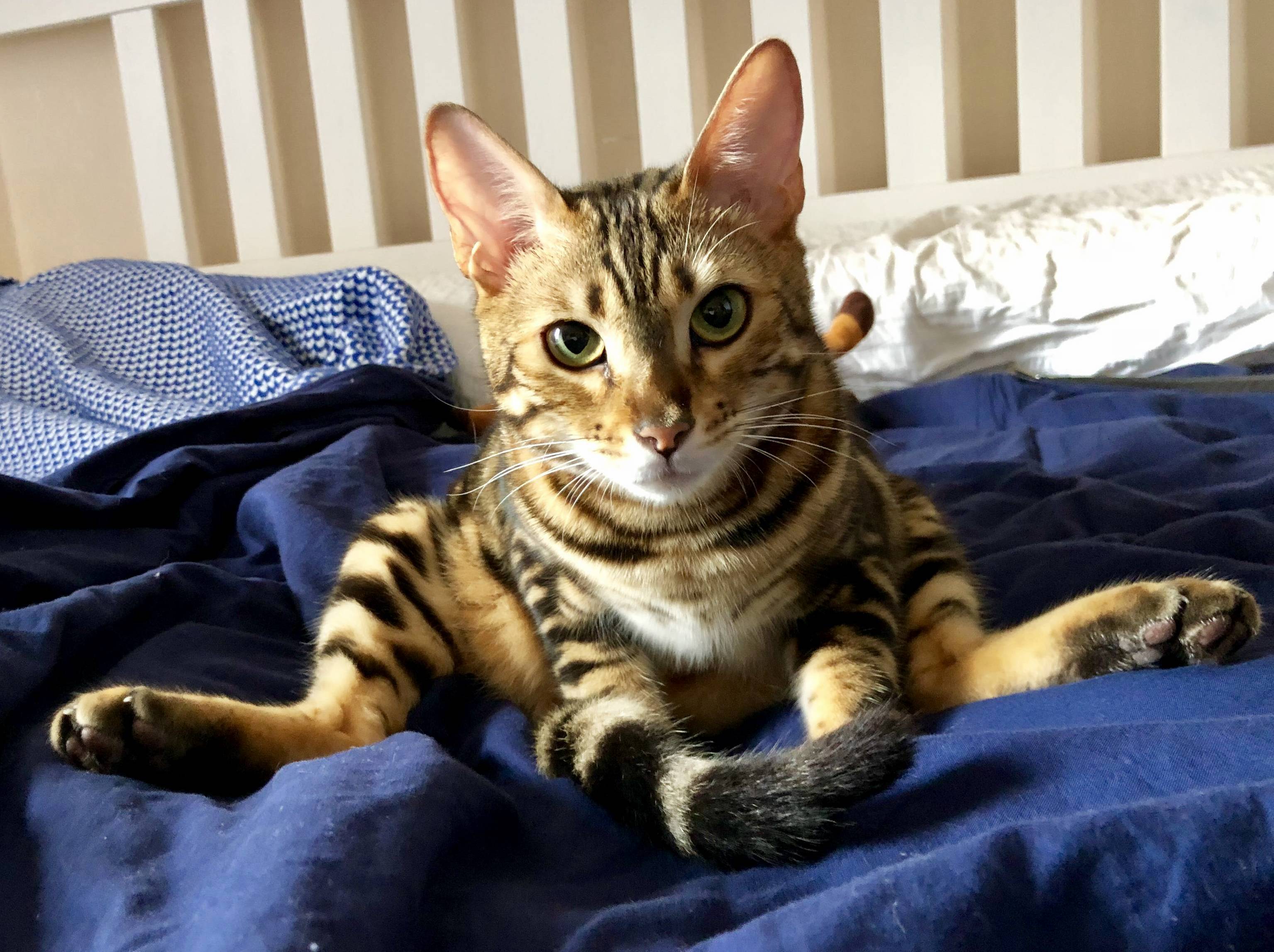 Found Mango Sitting Like This Today