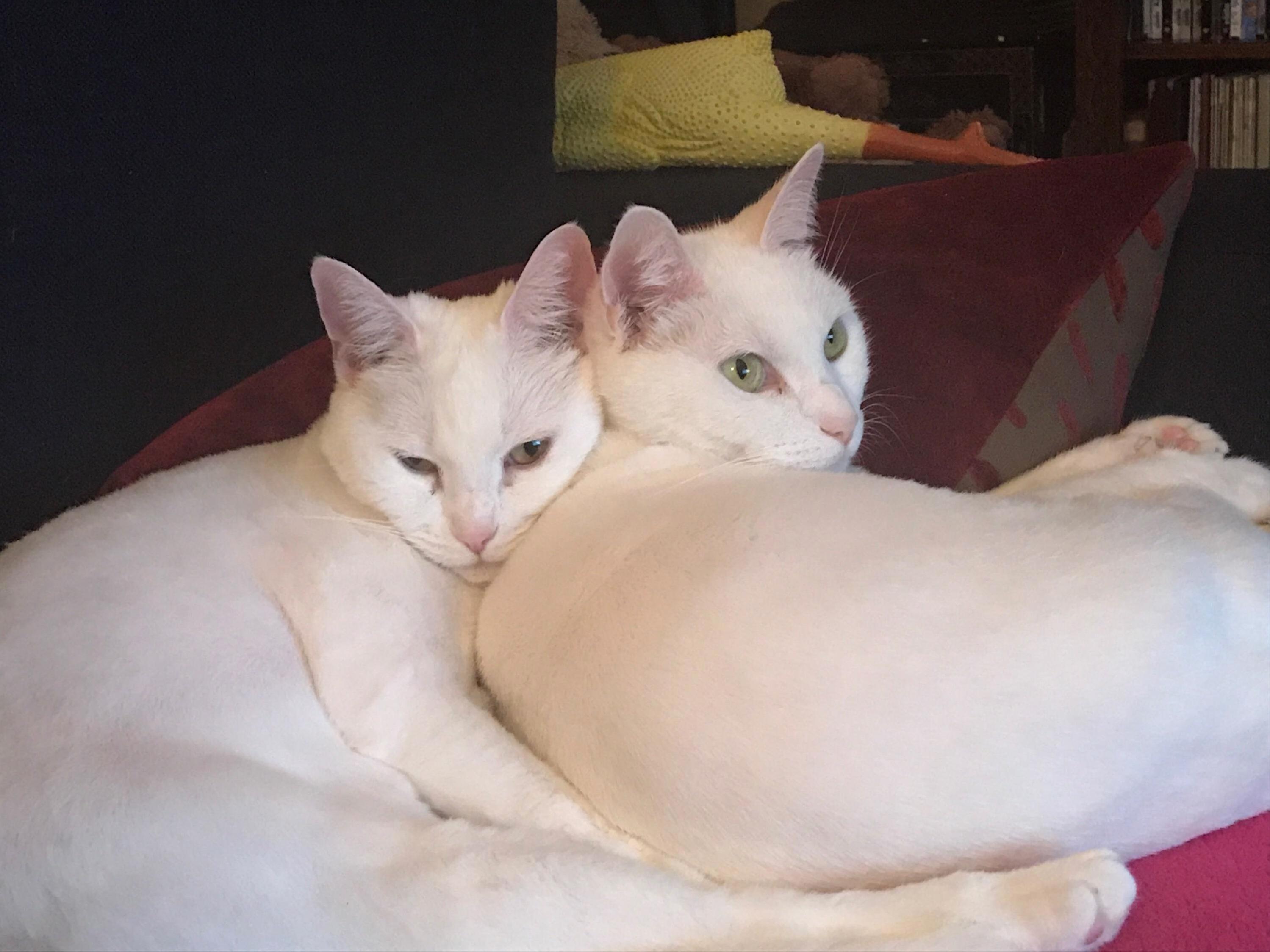Found My Cats Doppelgangers on This Sub. Got Excited Enough to Post for the First Time Ever!