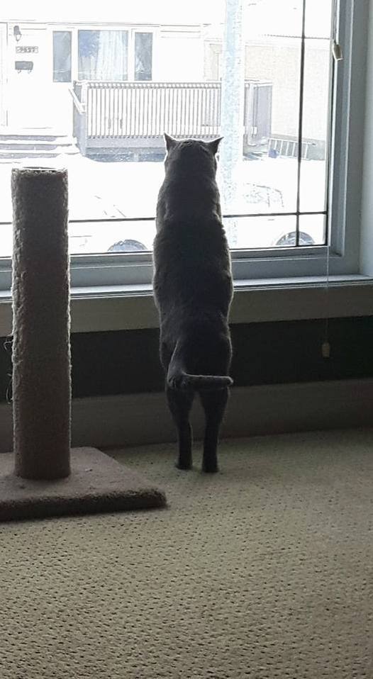 From Some Angles Cats Look Weird. Like Vega Looking Tall with Short Stubby Legs