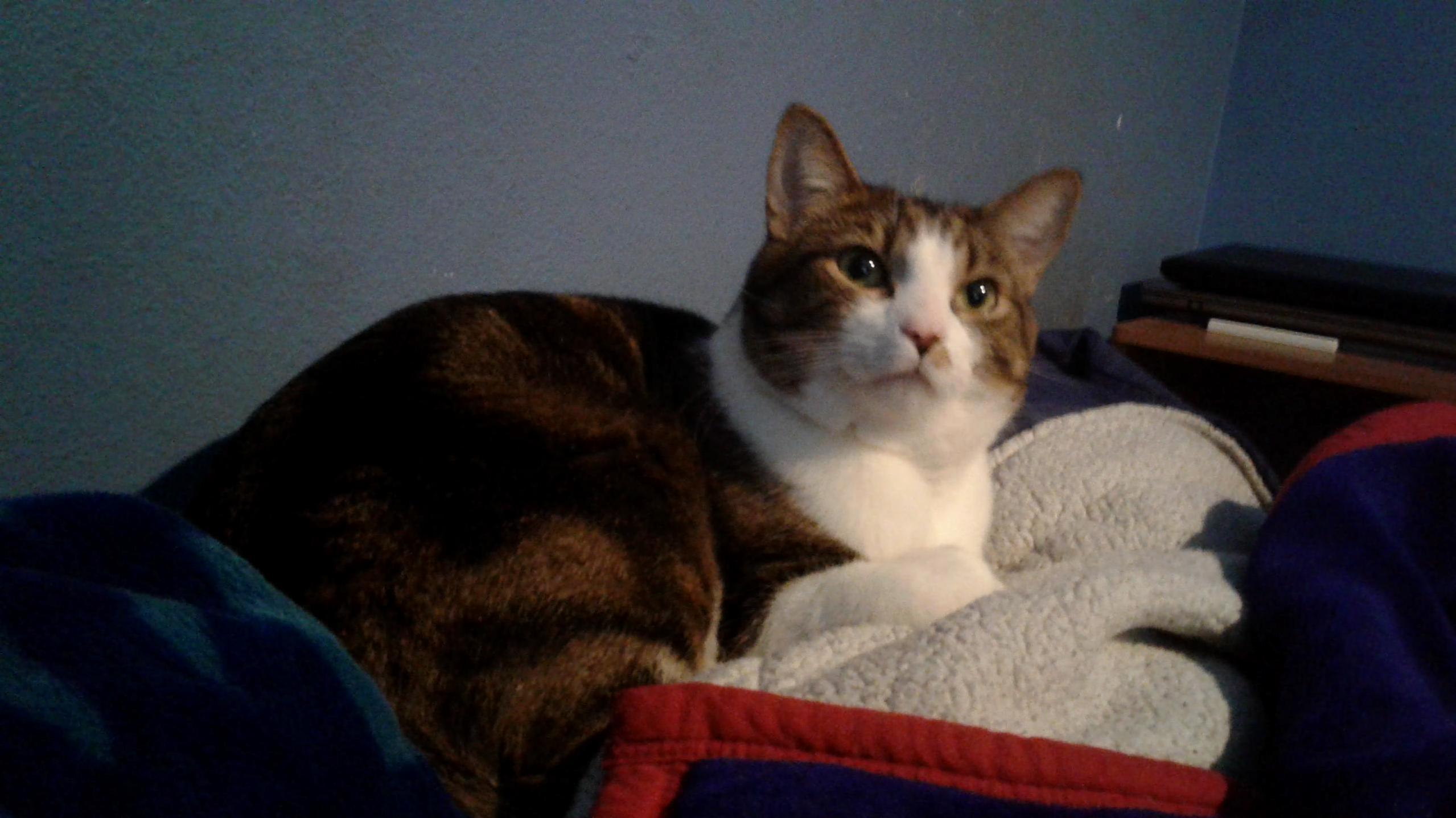 Gavin Knows Its Breakfast Time.