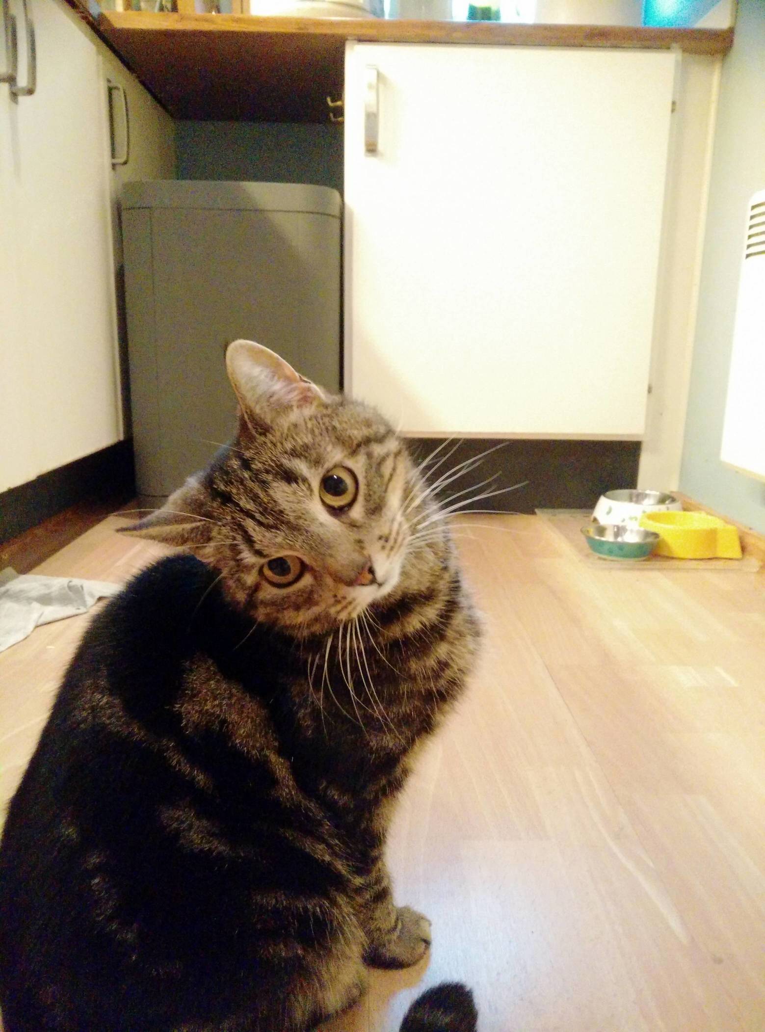Geely Had a Severe Ear Infection Recently That Completely Knocked Out Her Sense of Balance. She Has Mostly Recovered but Now Tilts Full Time.