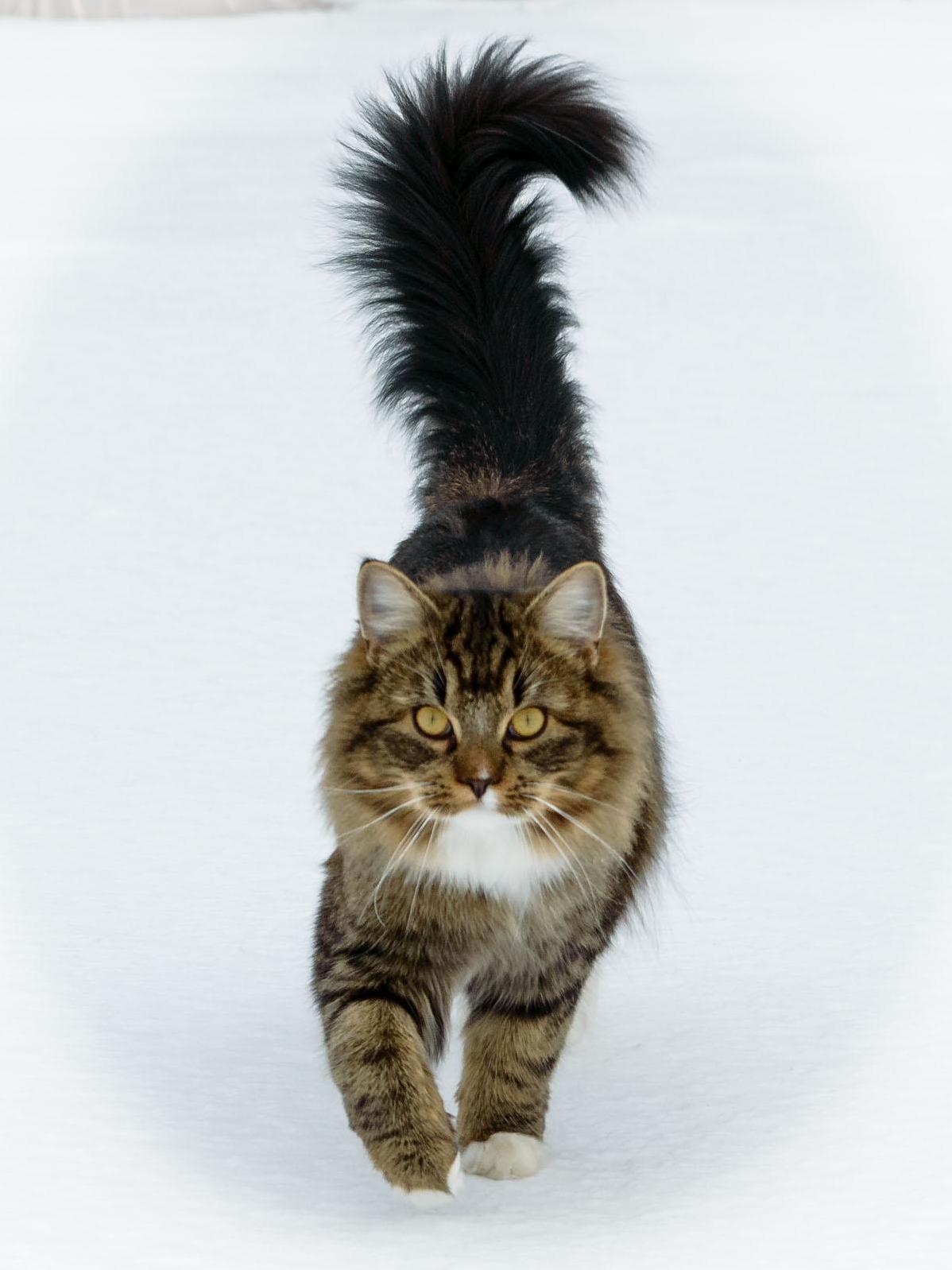 Going on a Walk in a Winter Wonder Land