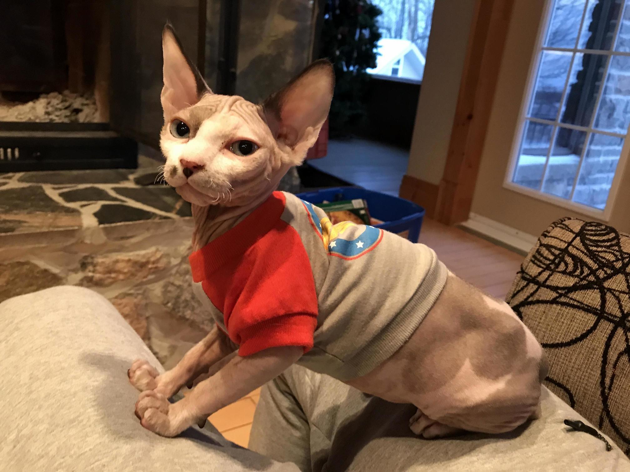 Got Our Hairless Cat a Wonder Woman T-shirt