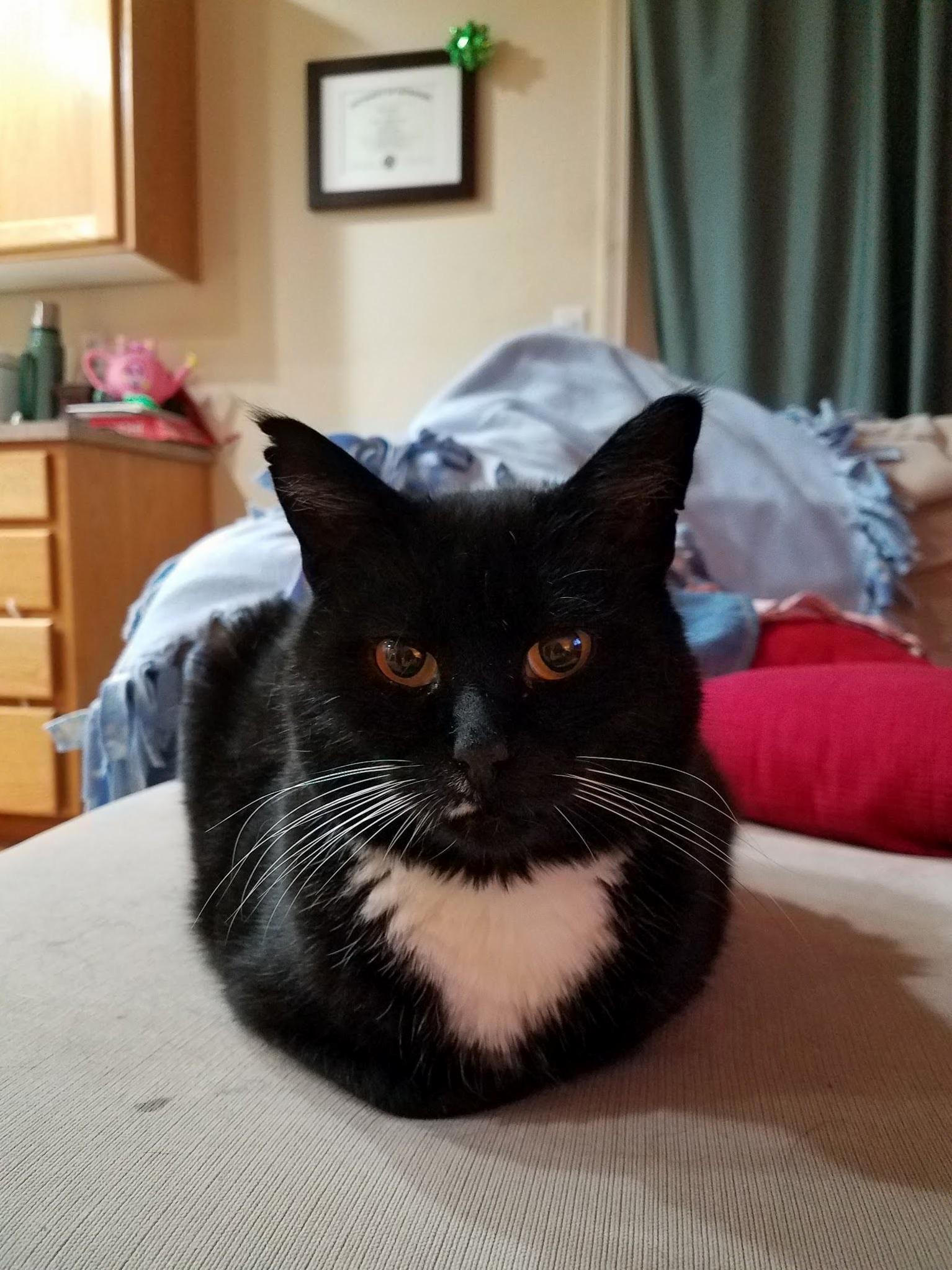 Hans, My Raggedy Tuxedo Loaf
