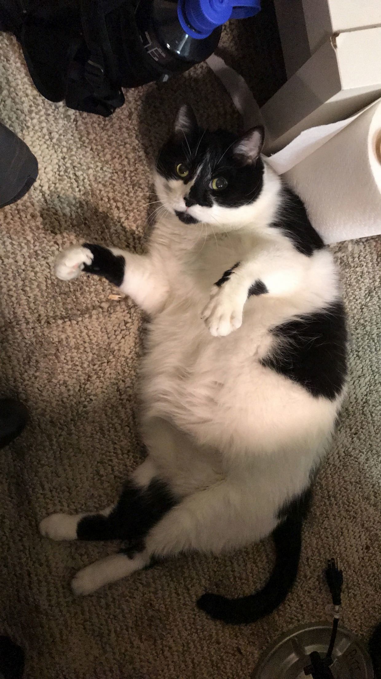 Happy 8th Adopt-a-versary to My Emerson!