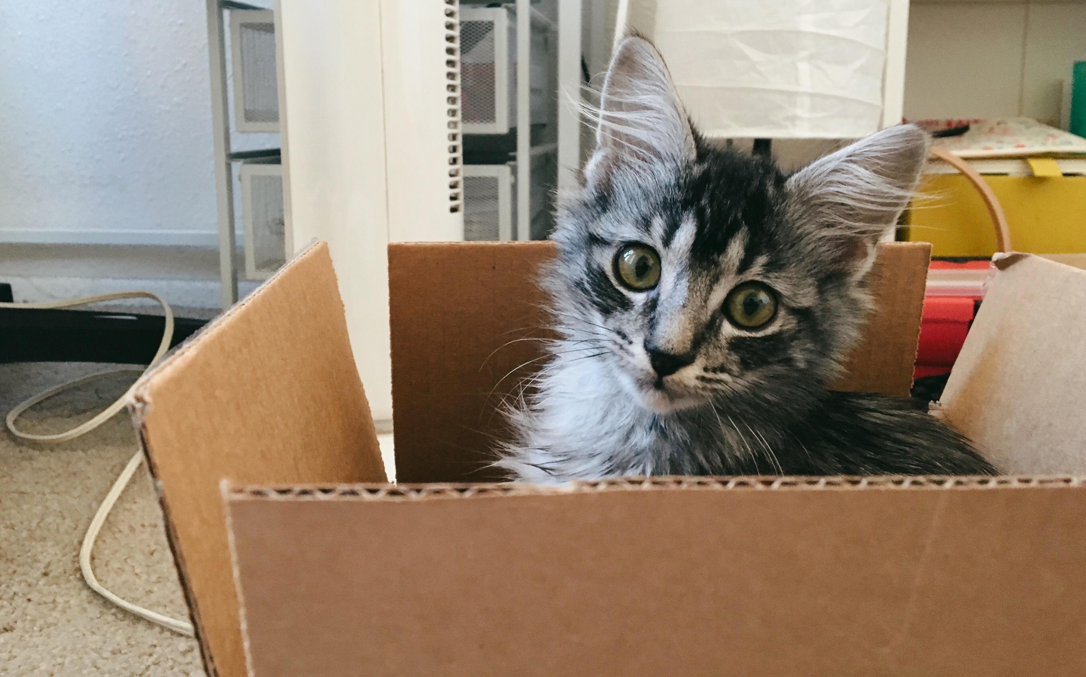 Hawkins First Time in a Cardboard Box. He Had No Idea What to Do.