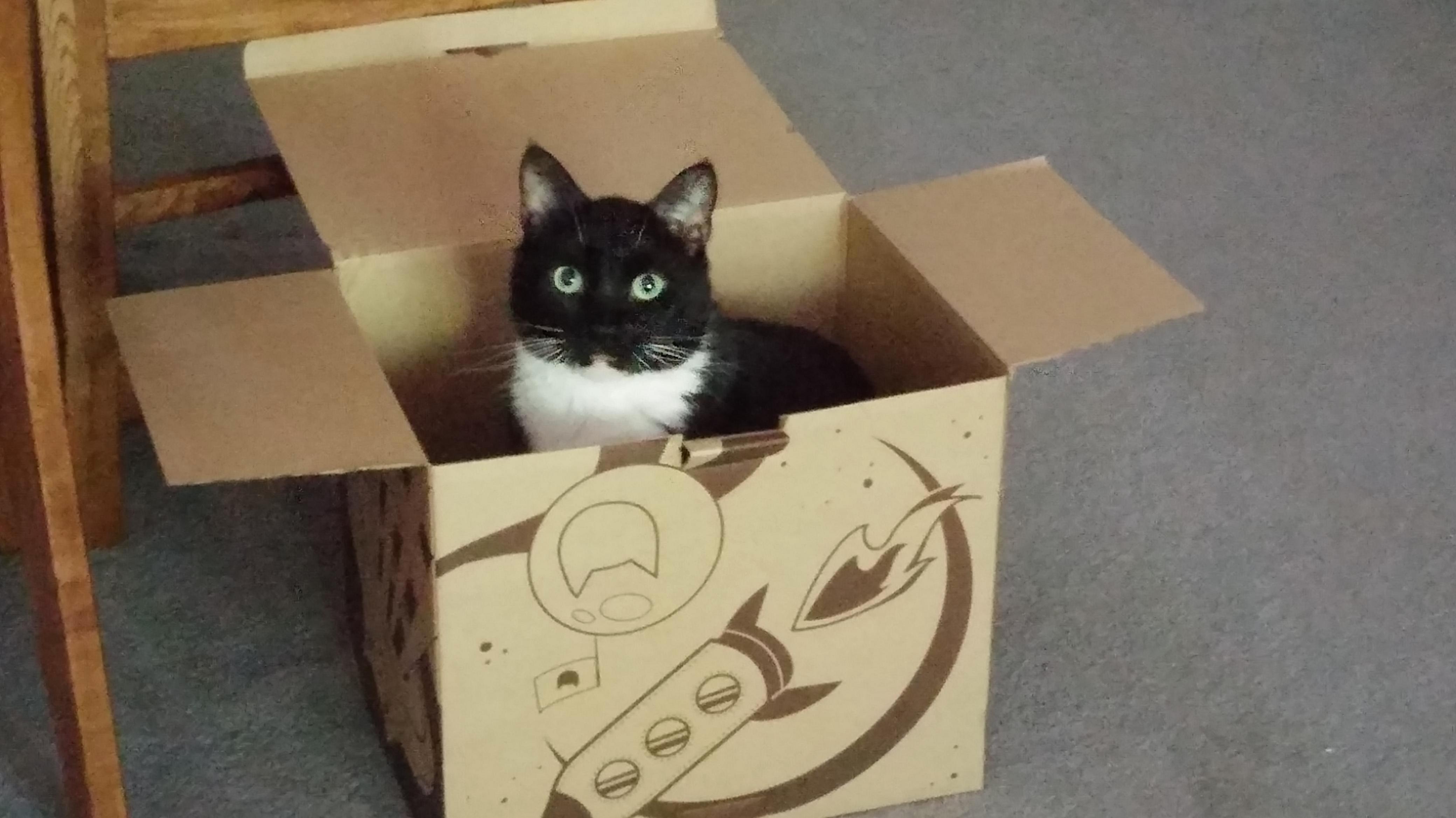 He Has Big Dreams