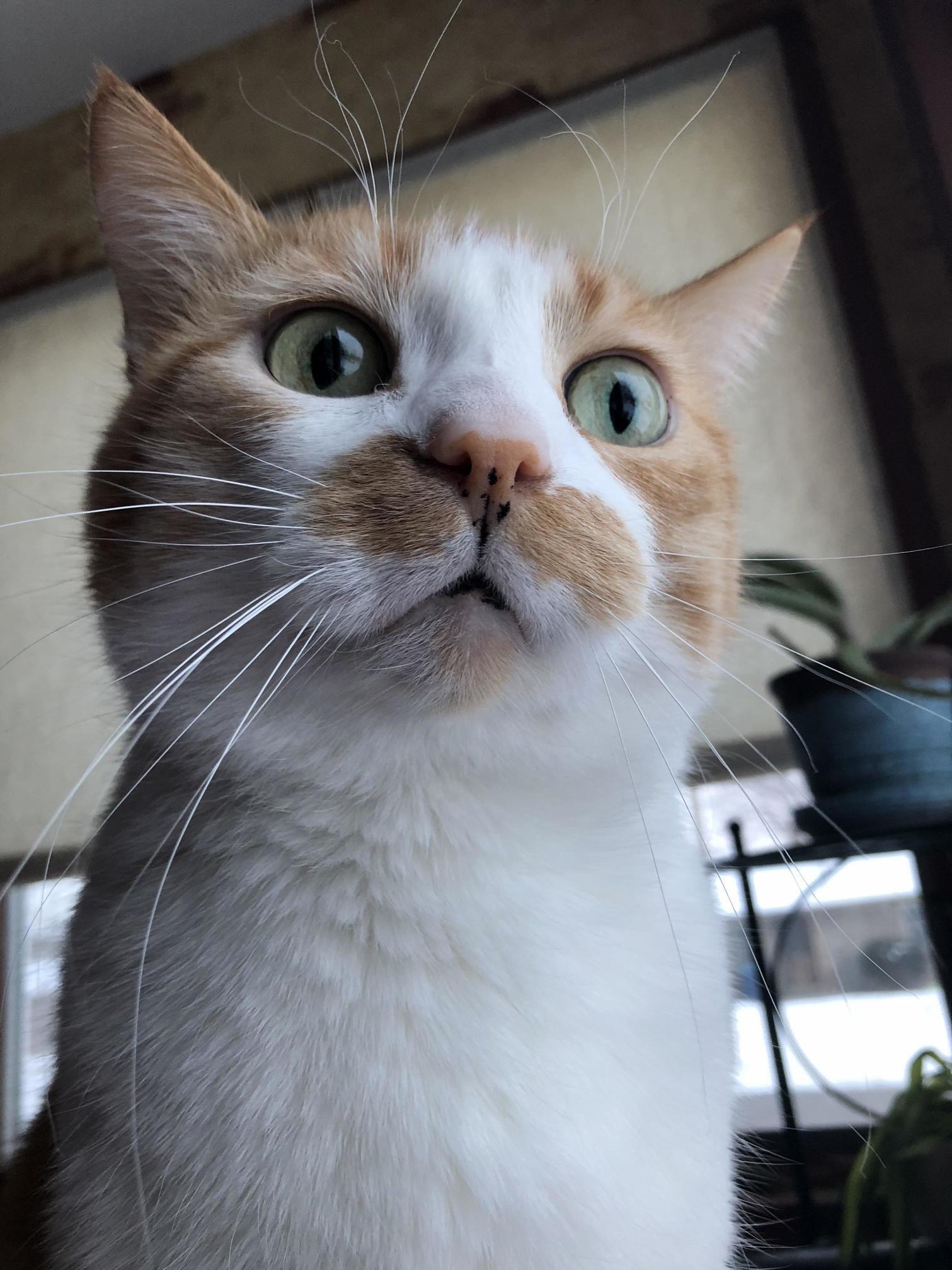 He Spotted a Giant Crow Outside the Window.
