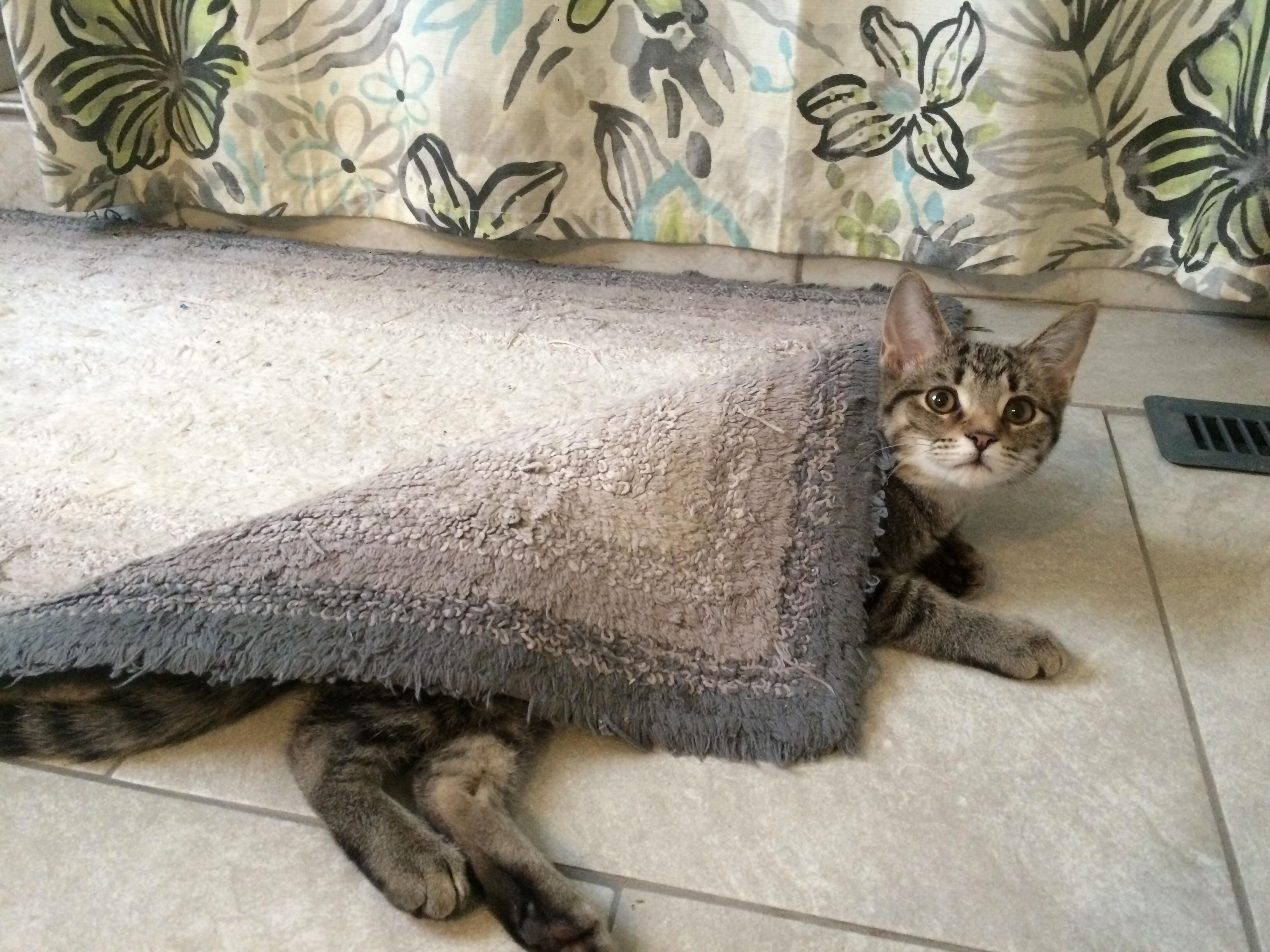 Heated Floors in Our Bathroom, Kitten Knows Its Warmer Underneath and Wraps Up Like a Blanket.