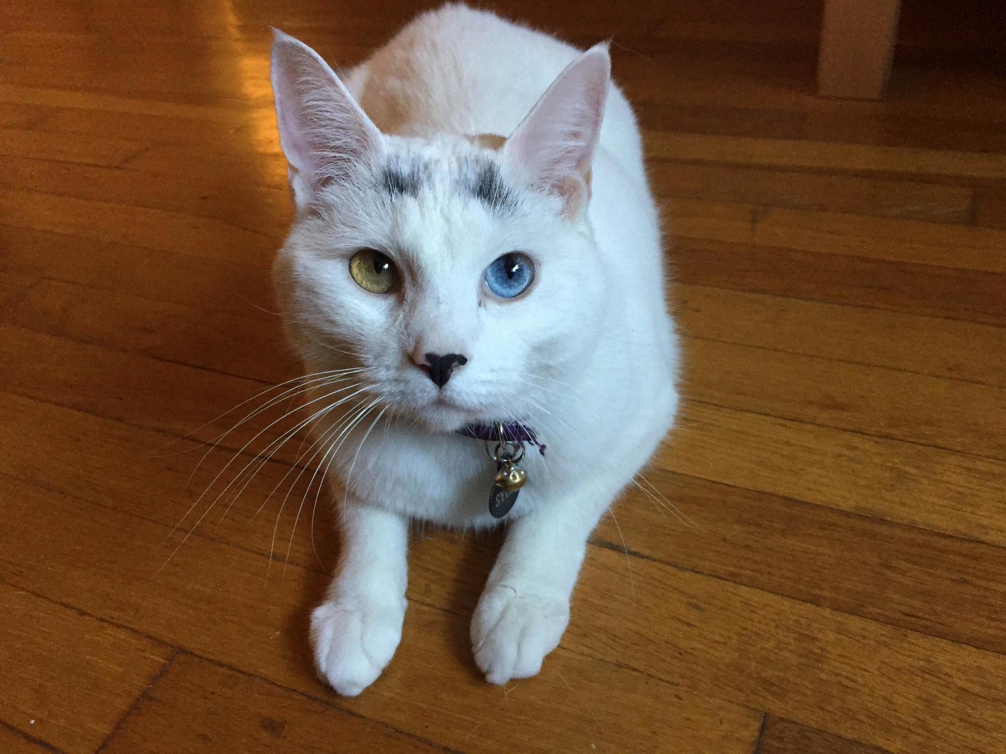 Hello! This Is Sybil!