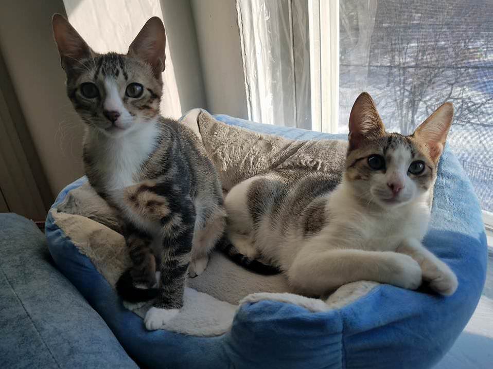 Help with a Food Thief