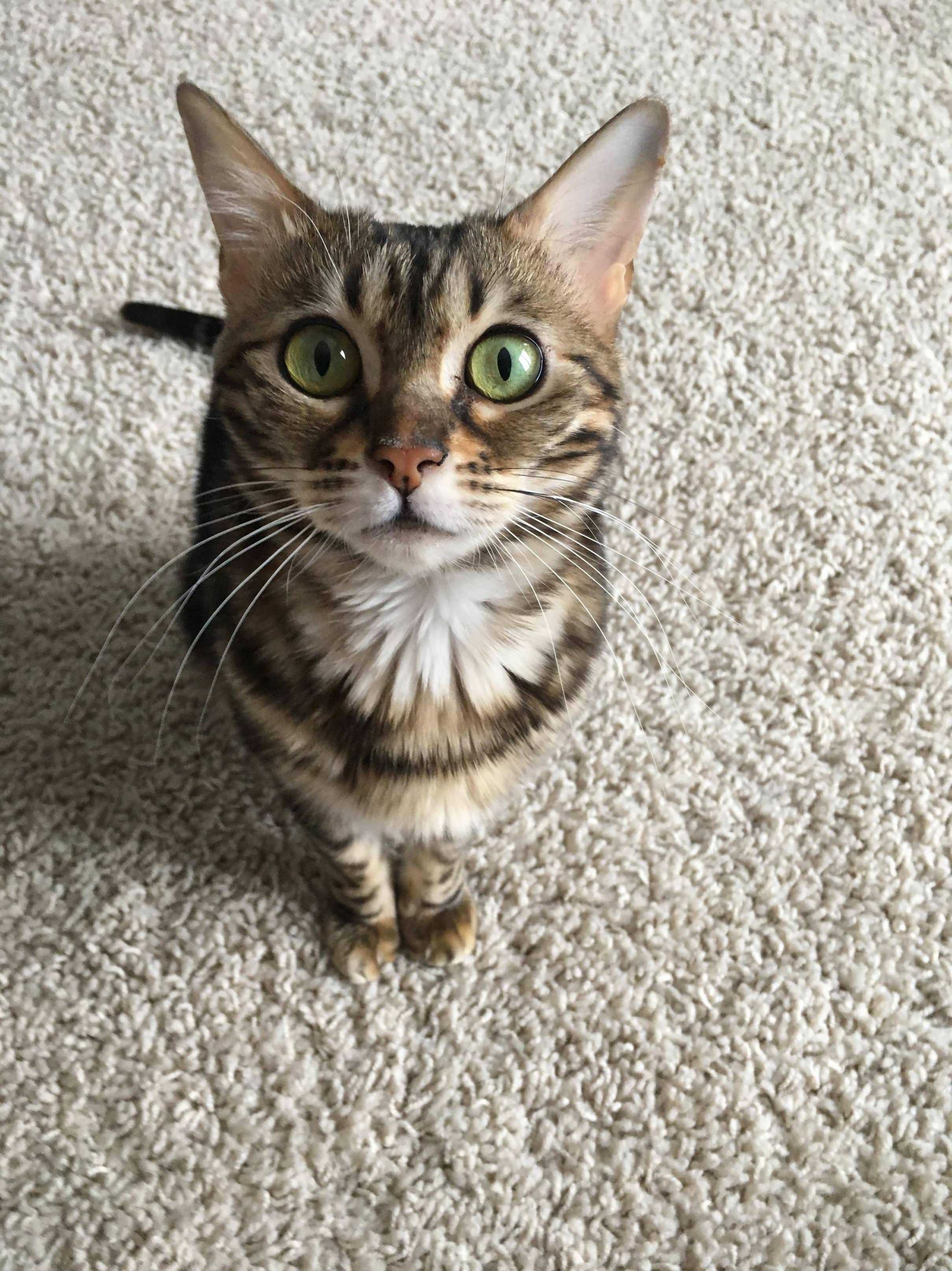 Her Expression Looks Like It Would Be Fit If I Was Holding a Knife, but Im Just Holding the Laser Pointer. Adorable Nonetheless.